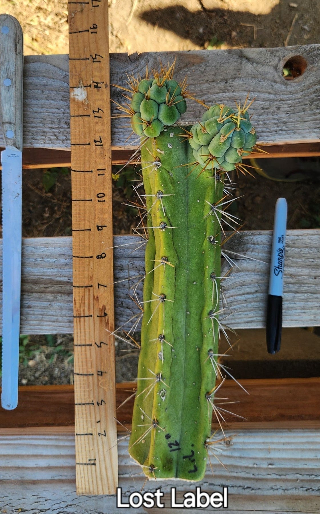 #EC391 EXACT Trichocereus Bargain $20-30$ Cactus Mid Cuttings-Cactus - Large - Exact-The Succulent Source