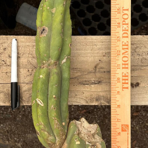 san pedro cactus fungus San Pedro Cactus for Sale Trichocereus