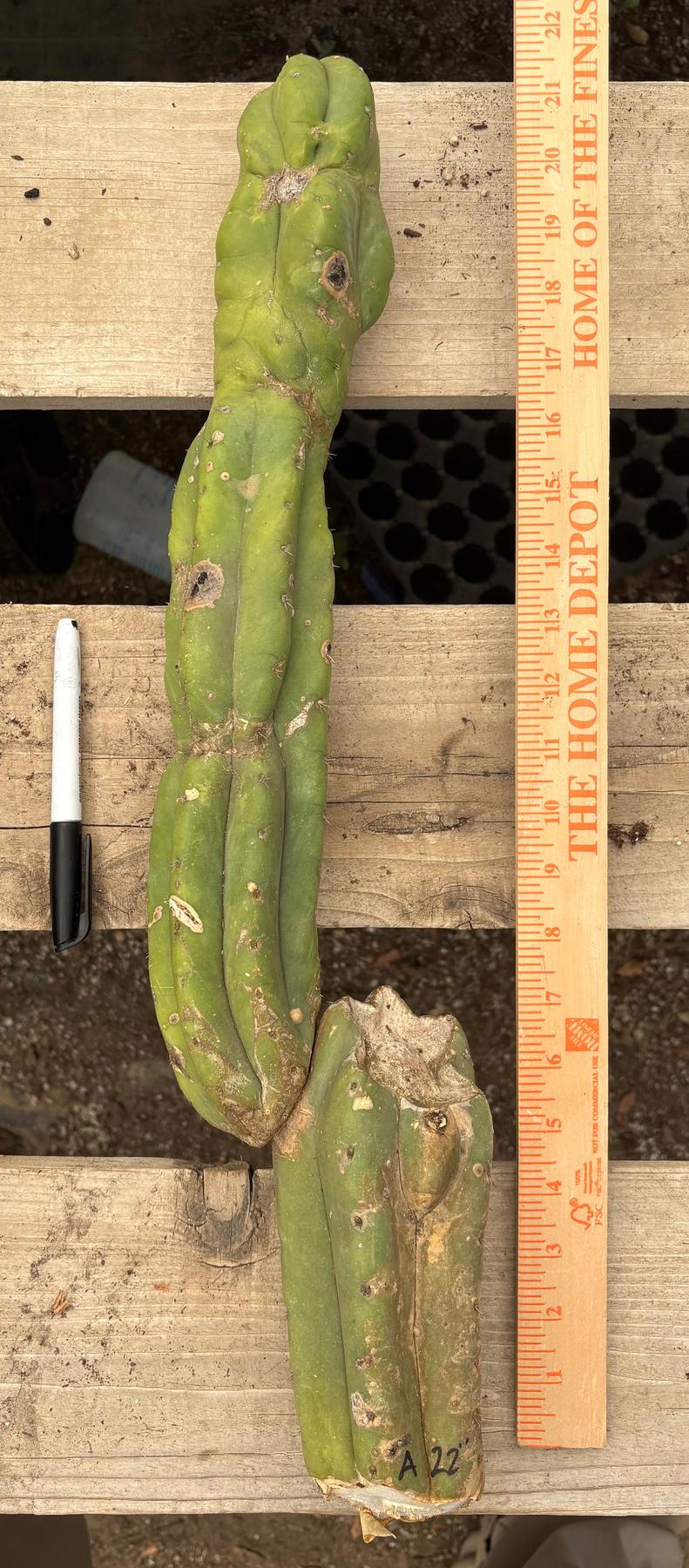 #EC391 EXACT Trichocereus Termination Alley Cuttings-Cactus - Large - Exact-The Succulent Source