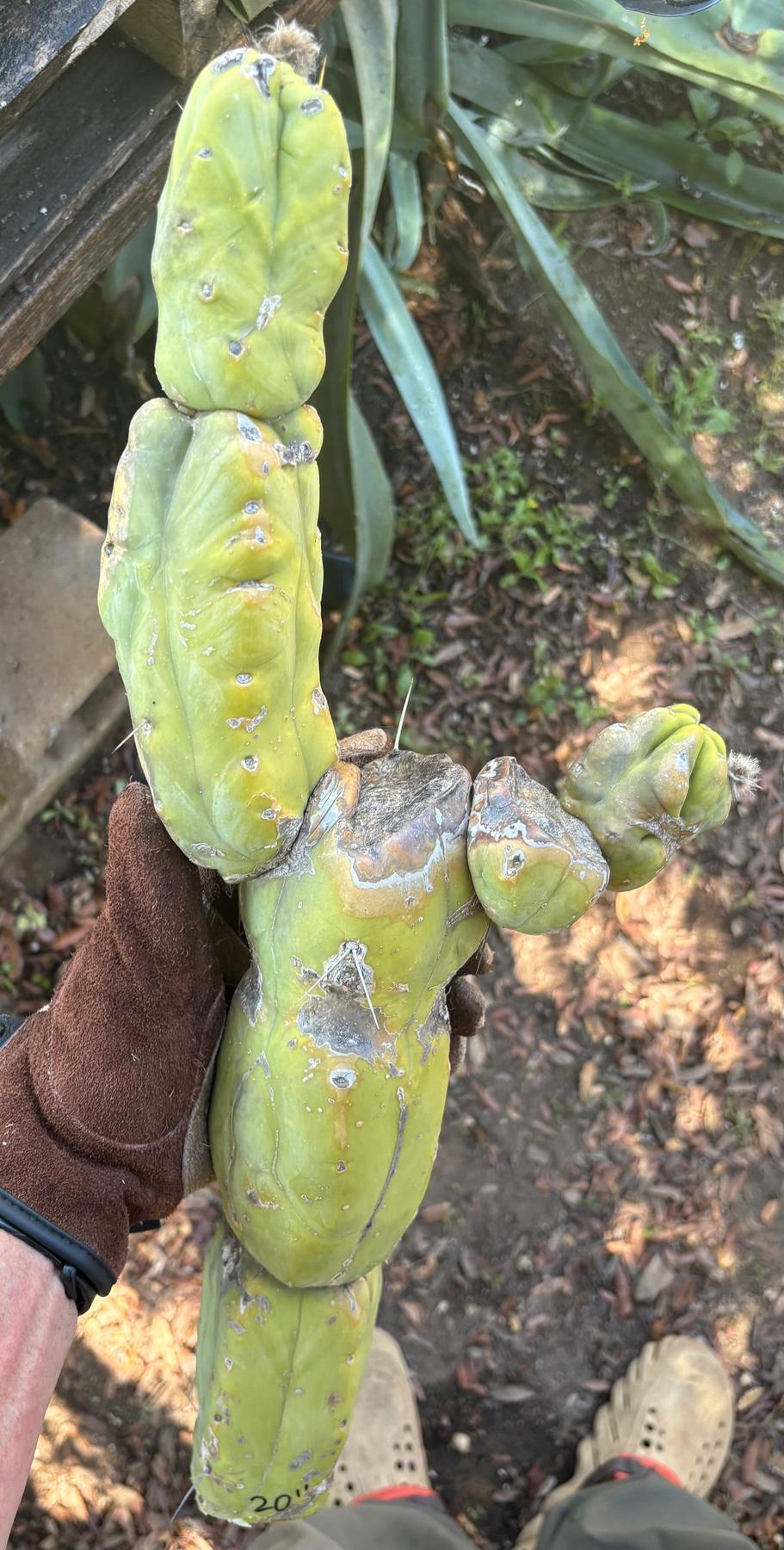 #EC391 EXACT Trichocereus Termination Alley Cuttings-Cactus - Large - Exact-The Succulent Source