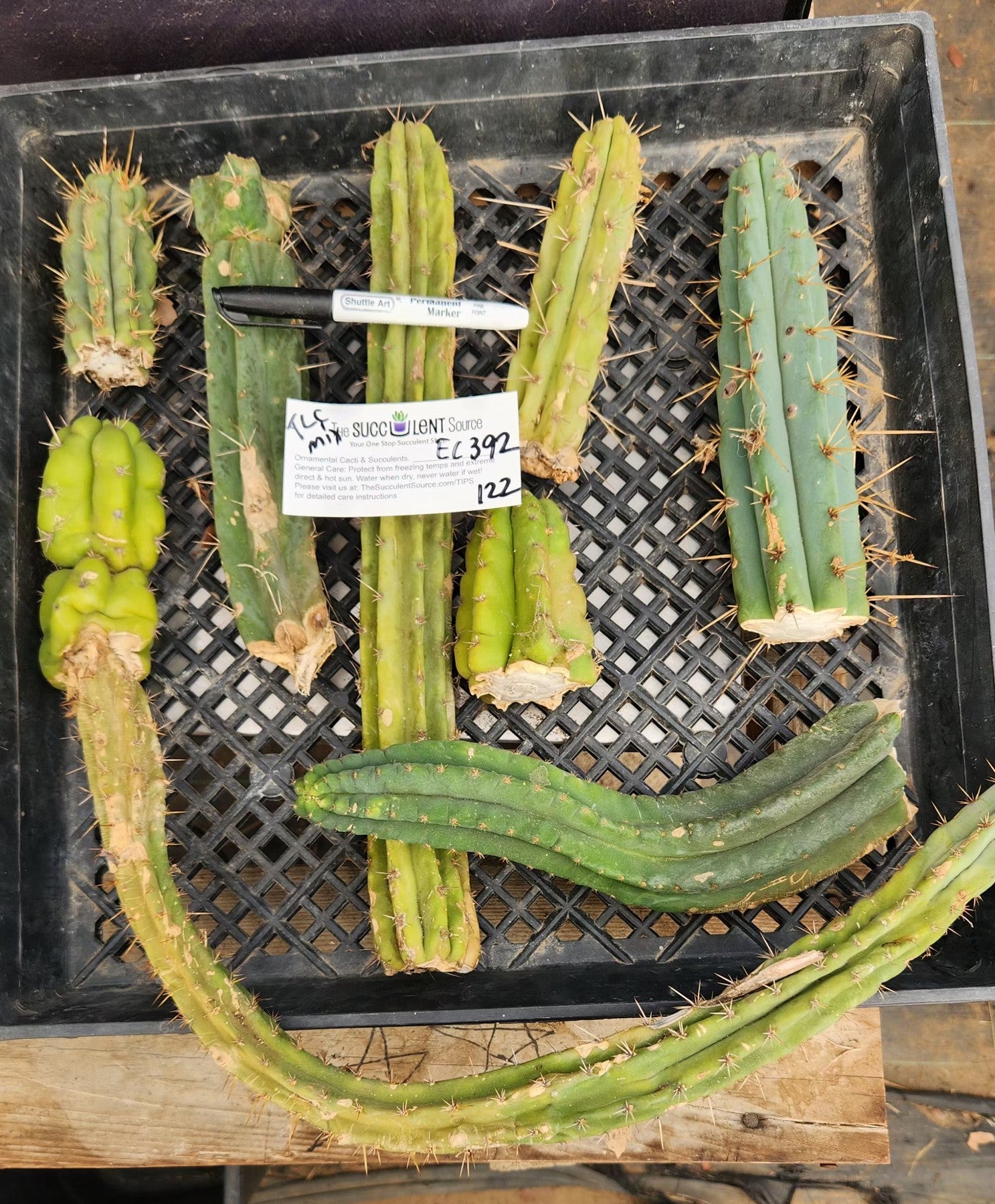 #EC392 EXACT Trichocereus Bargain Lot of TLC Cactus Cuttings-Cactus - Large - Exact-The Succulent Source