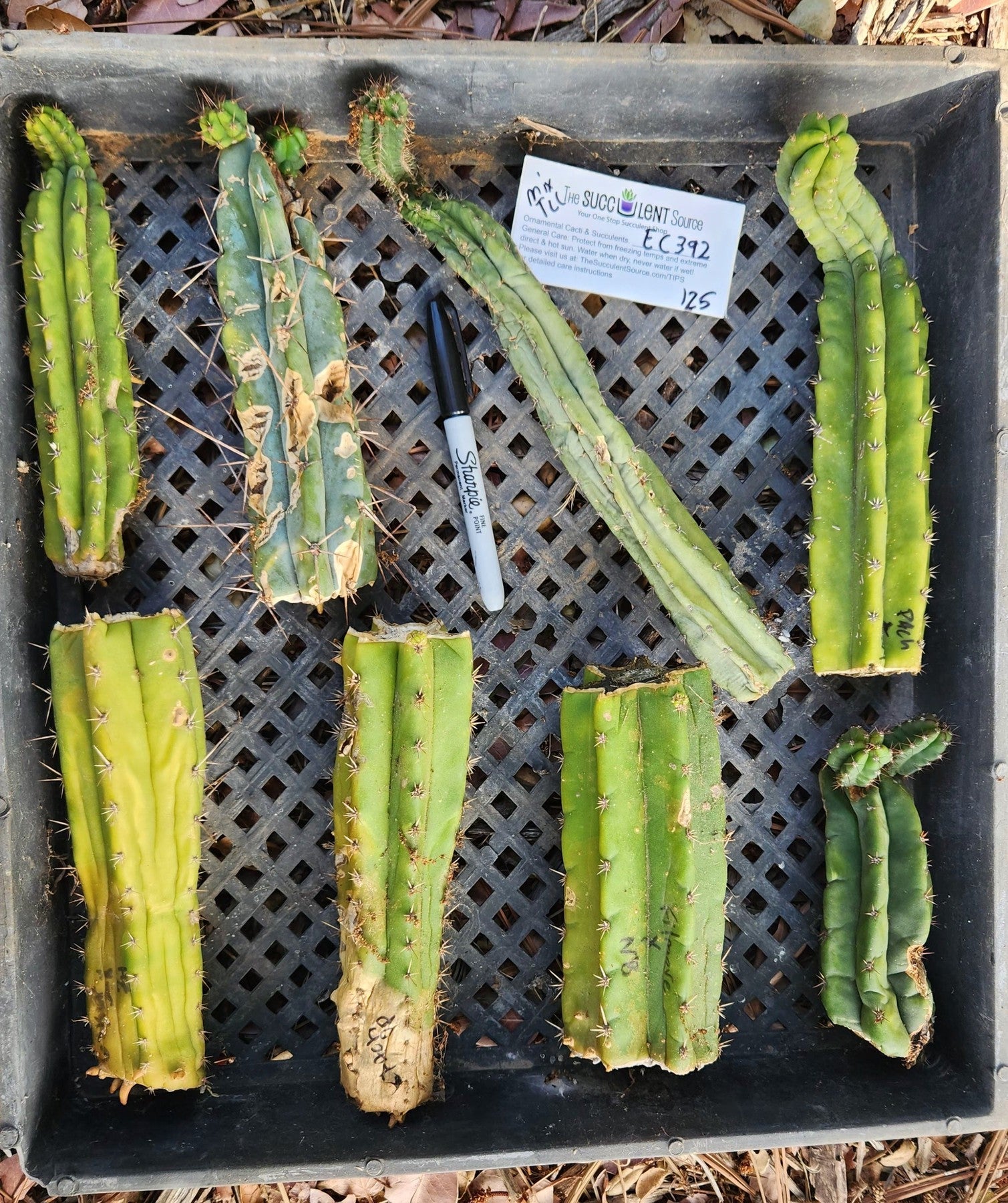 #EC392 EXACT Trichocereus Bargain Lot of TLC Cactus Cuttings-Cactus - Large - Exact-The Succulent Source