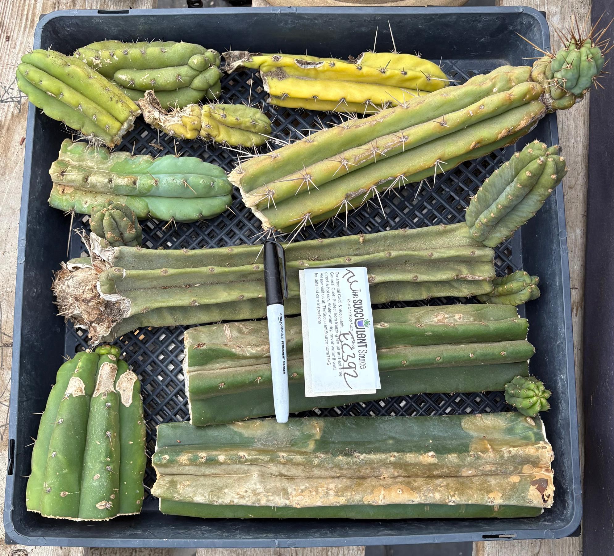 #EC392 EXACT Trichocereus Bargain Lot of TLC Cactus Cuttings-Cactus - Large - Exact-The Succulent Source