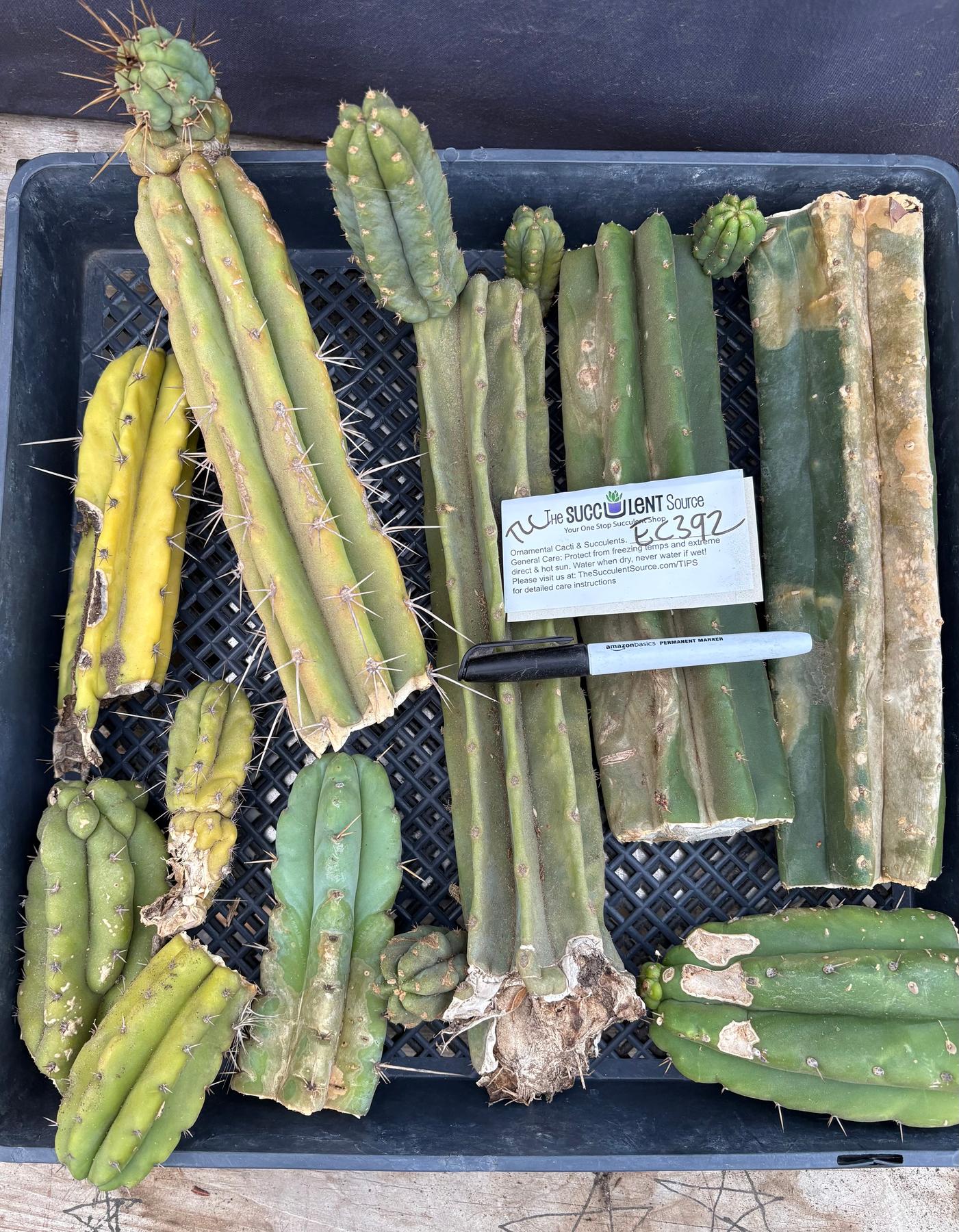 #EC392 EXACT Trichocereus Bargain Lot of TLC Cactus Cuttings-Cactus - Large - Exact-The Succulent Source