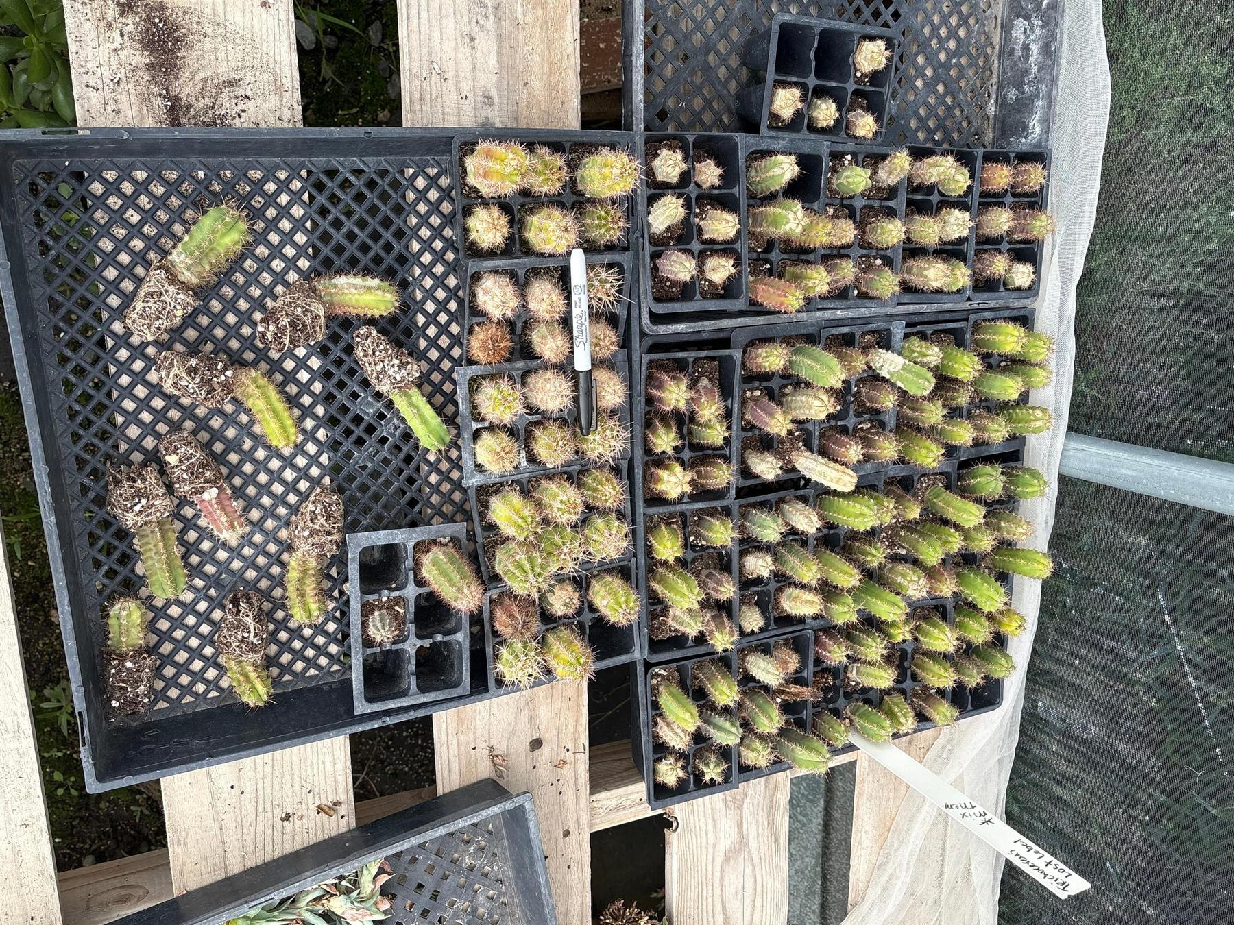 #EC392 EXACT Trichocereus Mixed Bargain Lot of TLC Cactus Plug Seedlings-Cactus - Large - Exact-The Succulent Source