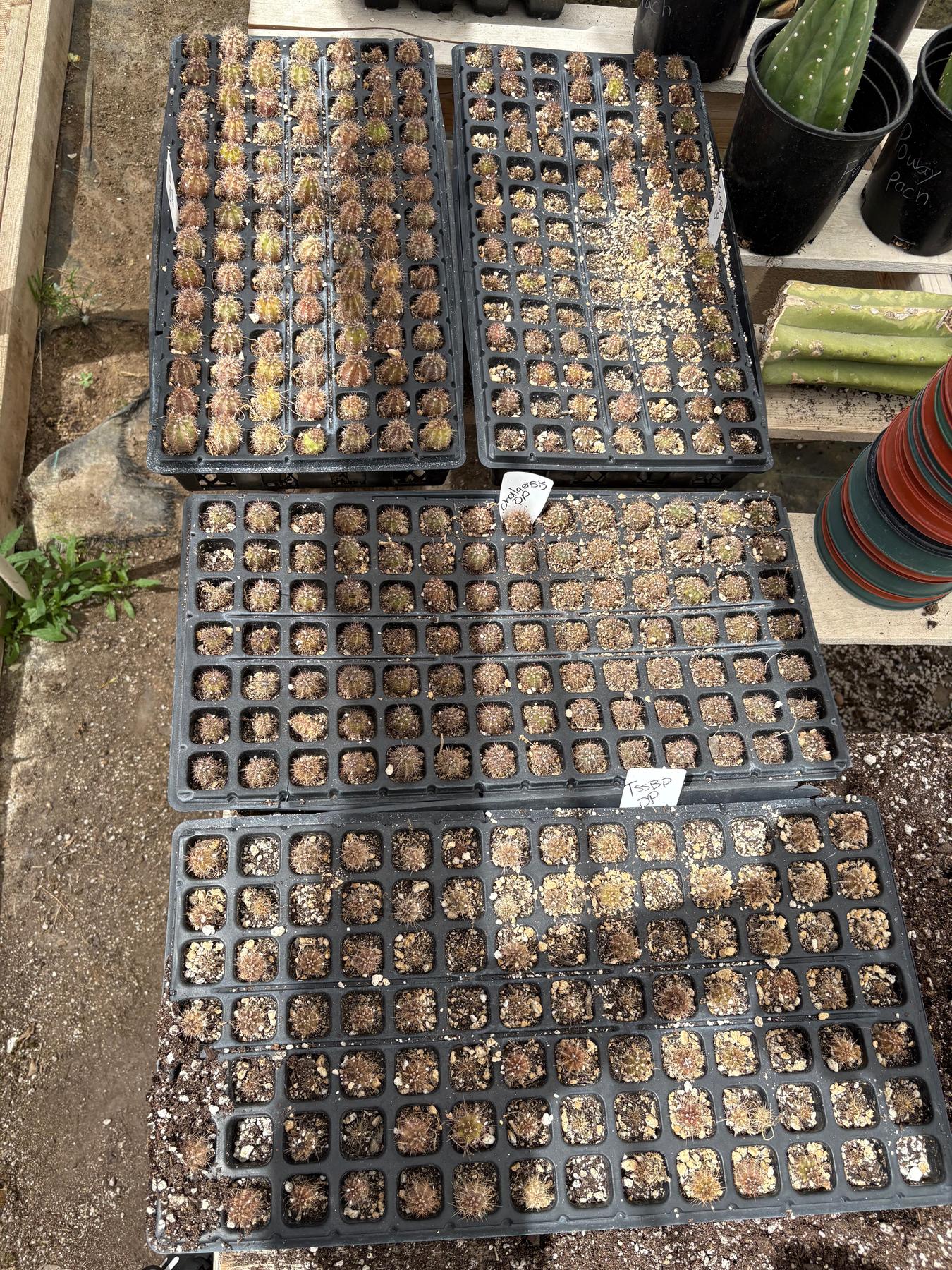 #EC392 EXACT Trichocereus Mixed Bargain Lot of TLC Cactus Plug Seedlings-Cactus - Large - Exact-The Succulent Source