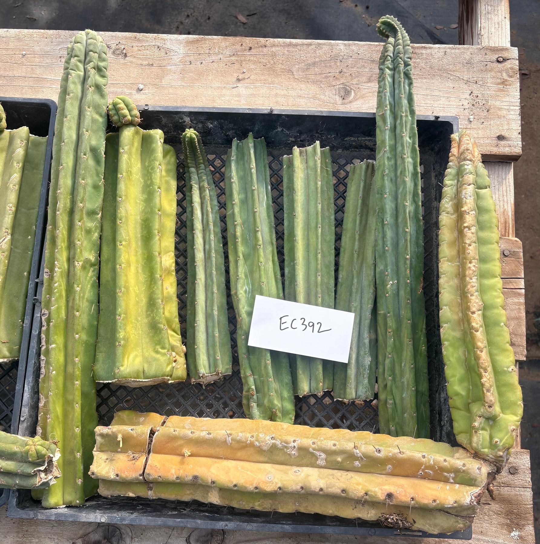 #EC392 EXACT Trichocereus Mixed Pachanoi Bargain Lot of TLC Cactus Cuttings-Cactus - Large - Exact-The Succulent Source