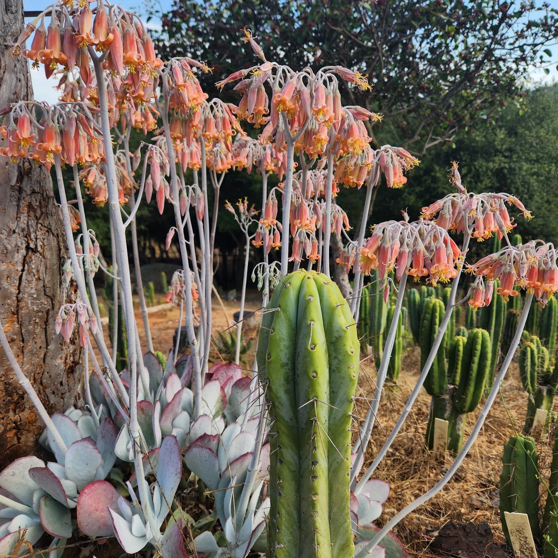 #EC393 EXACT Trichocereus BARGAIN $20$ Bridgesii Cactus Cuttings-Cactus - Large - Exact-The Succulent Source