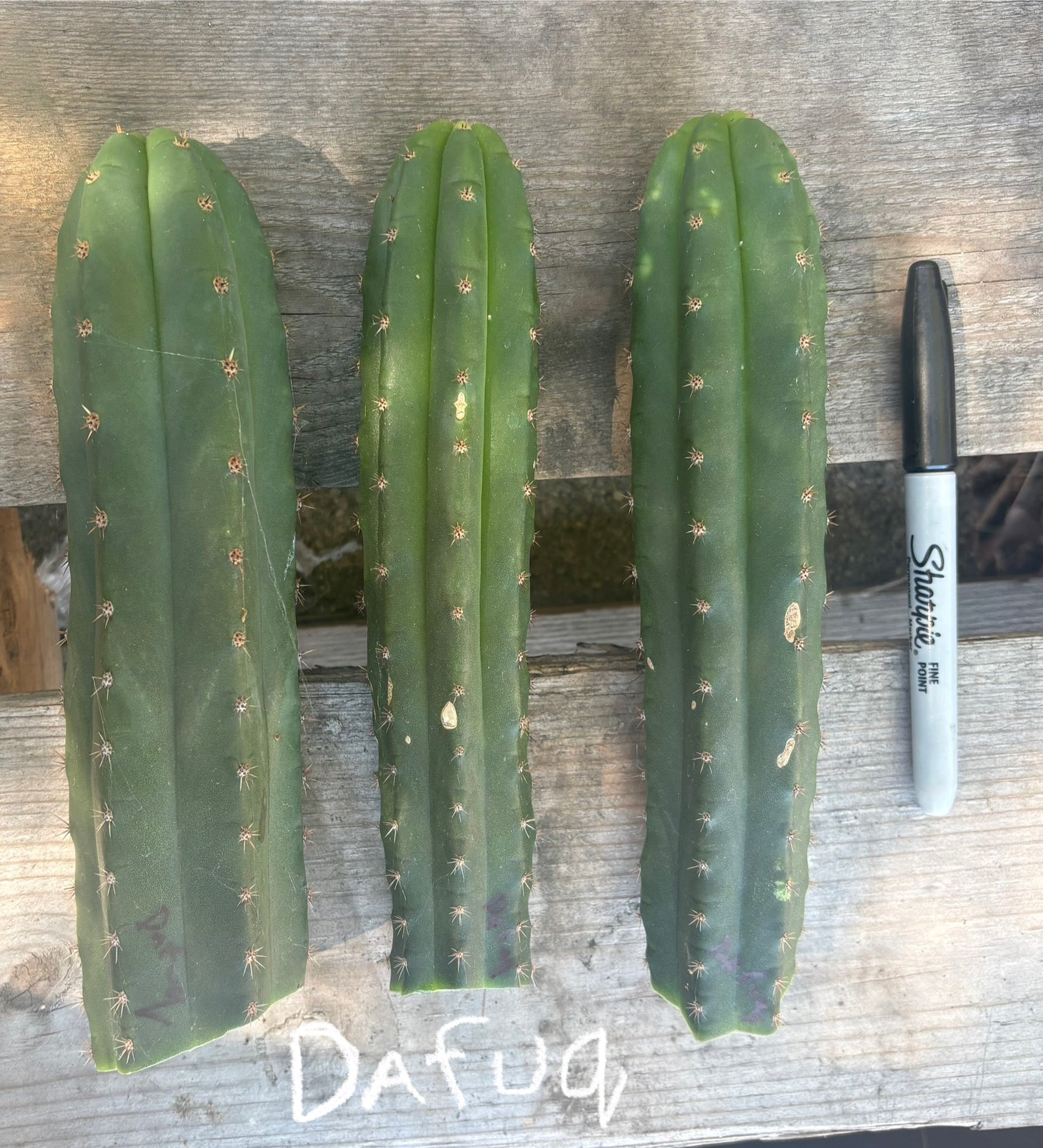 #EC393 EXACT Trichocereus BARGAIN Cactus Cuttings-Cactus - Large - Exact-The Succulent Source