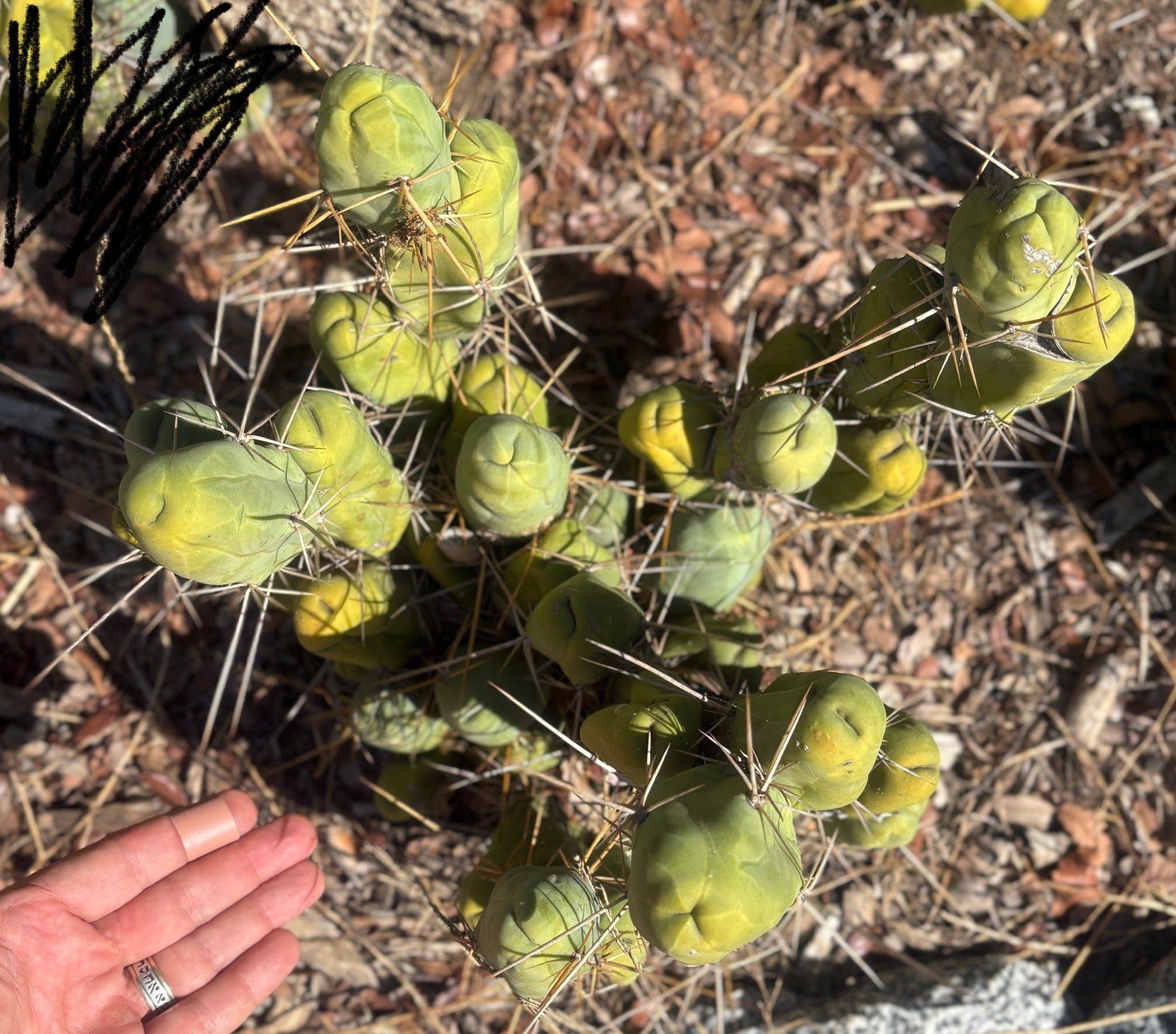 #EC394 EXACT Trichocereus Bridgesii Monstrose TBM BIG Penis Cactus Clump 30 segments+-Cactus - Large - Exact-The Succulent Source