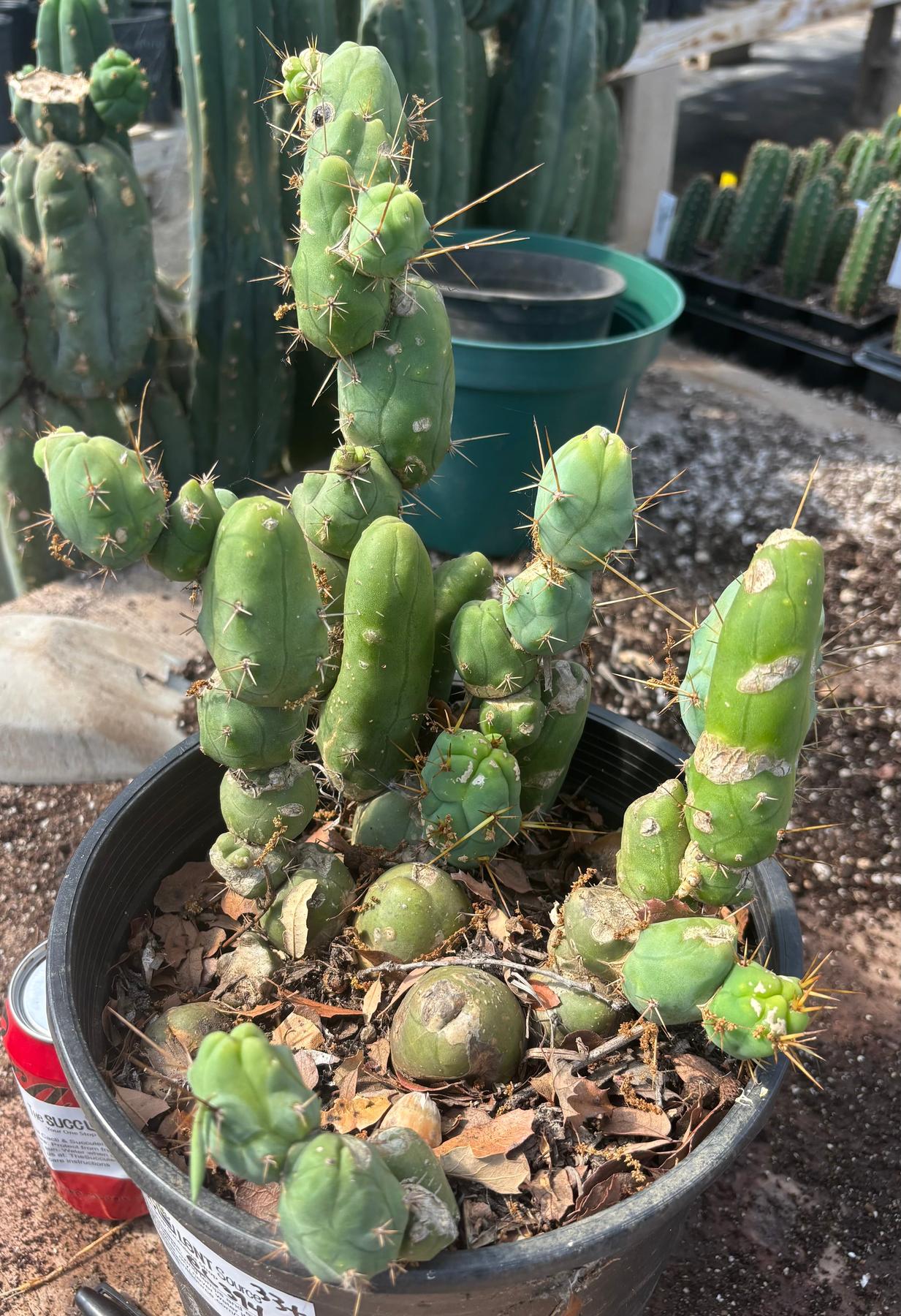 #EC394 EXACT Trichocereus Bridgesii Monstrose TBM BIG Penis Cactus Clump 33 segments+-Cactus - Large - Exact-The Succulent Source