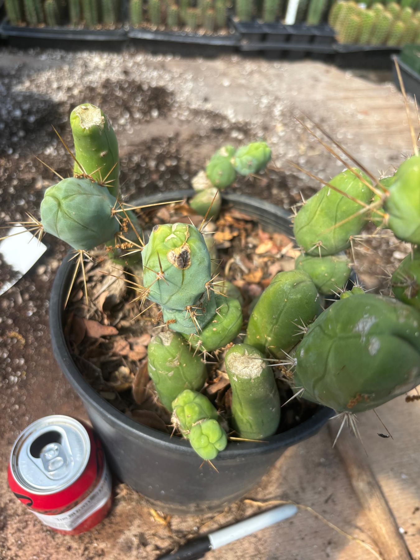 #EC394 EXACT Trichocereus Bridgesii Monstrose TBM BIG Penis Cactus Clump 33 segments+-Cactus - Large - Exact-The Succulent Source