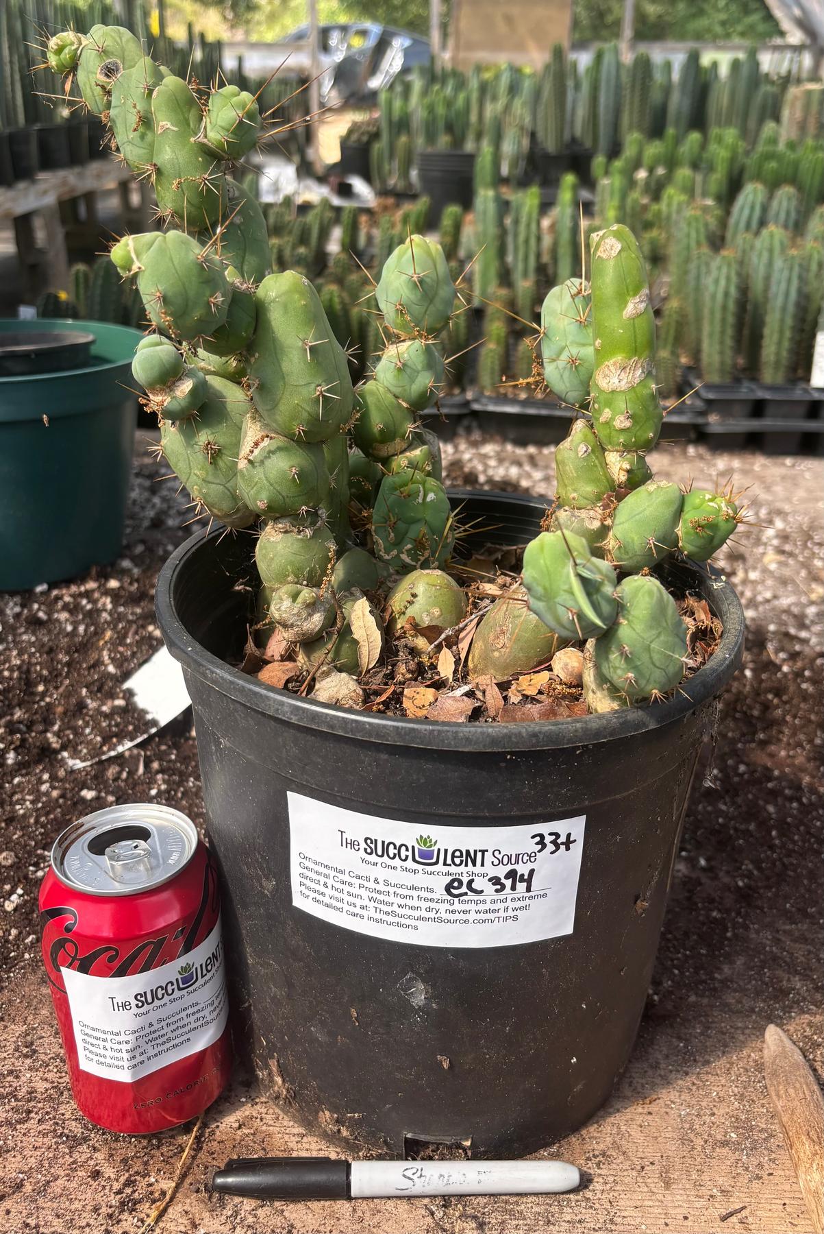 #EC394 EXACT Trichocereus Bridgesii Monstrose TBM BIG Penis Cactus Clump 33 segments+-Cactus - Large - Exact-The Succulent Source