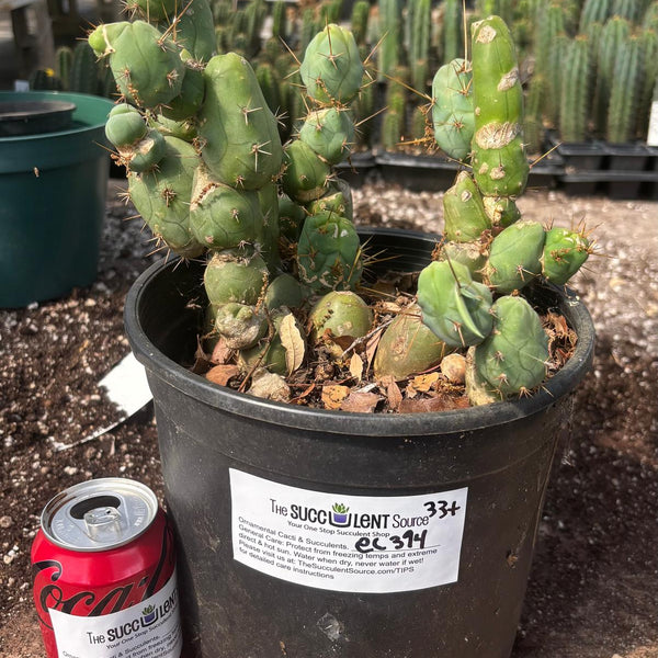 San Pedro Cactus for Sale Trichocereus - #EC394 EXACT Trichocereus