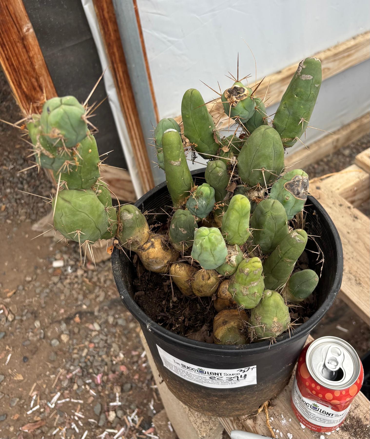 #EC394 EXACT Trichocereus Bridgesii Monstrose TBM BIG Penis Cactus Clump 37 segments+-Cactus - Large - Exact-The Succulent Source