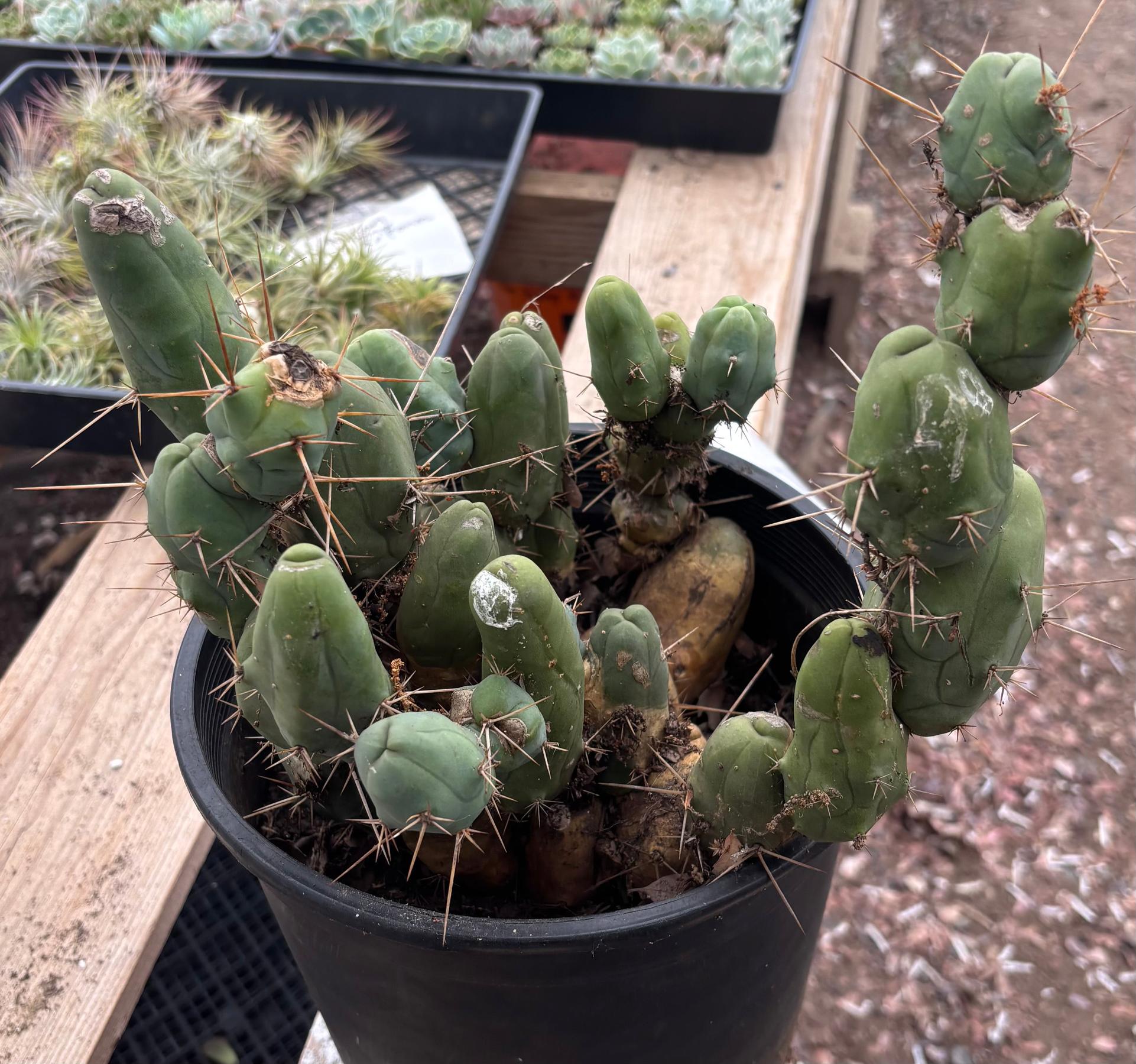 #EC394 EXACT Trichocereus Bridgesii Monstrose TBM BIG Penis Cactus Clump 37 segments+-Cactus - Large - Exact-The Succulent Source