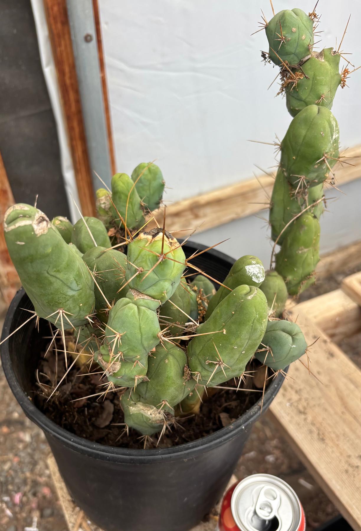 #EC394 EXACT Trichocereus Bridgesii Monstrose TBM BIG Penis Cactus Clump 37 segments+-Cactus - Large - Exact-The Succulent Source