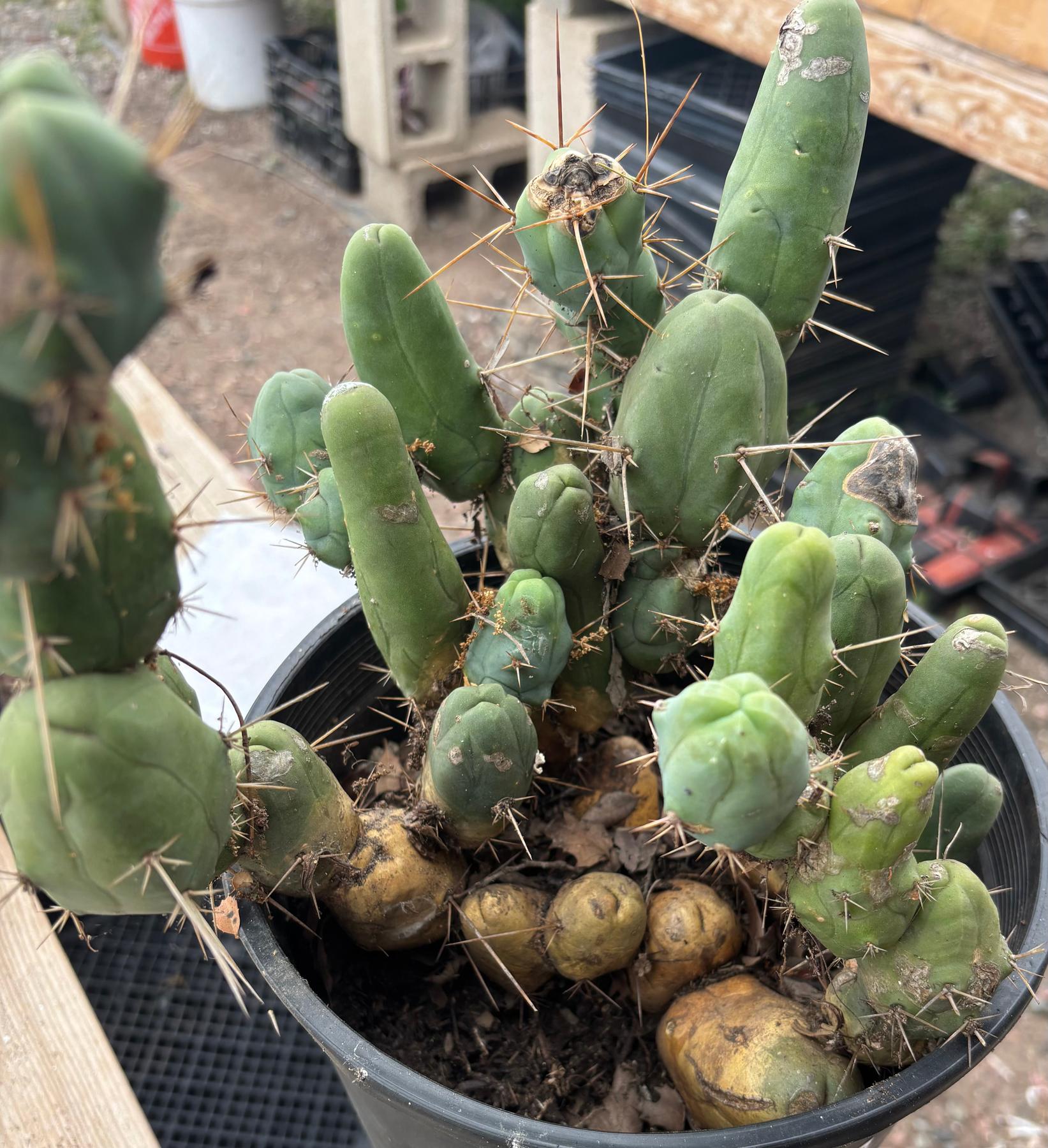 #EC394 EXACT Trichocereus Bridgesii Monstrose TBM BIG Penis Cactus Clump 37 segments+-Cactus - Large - Exact-The Succulent Source