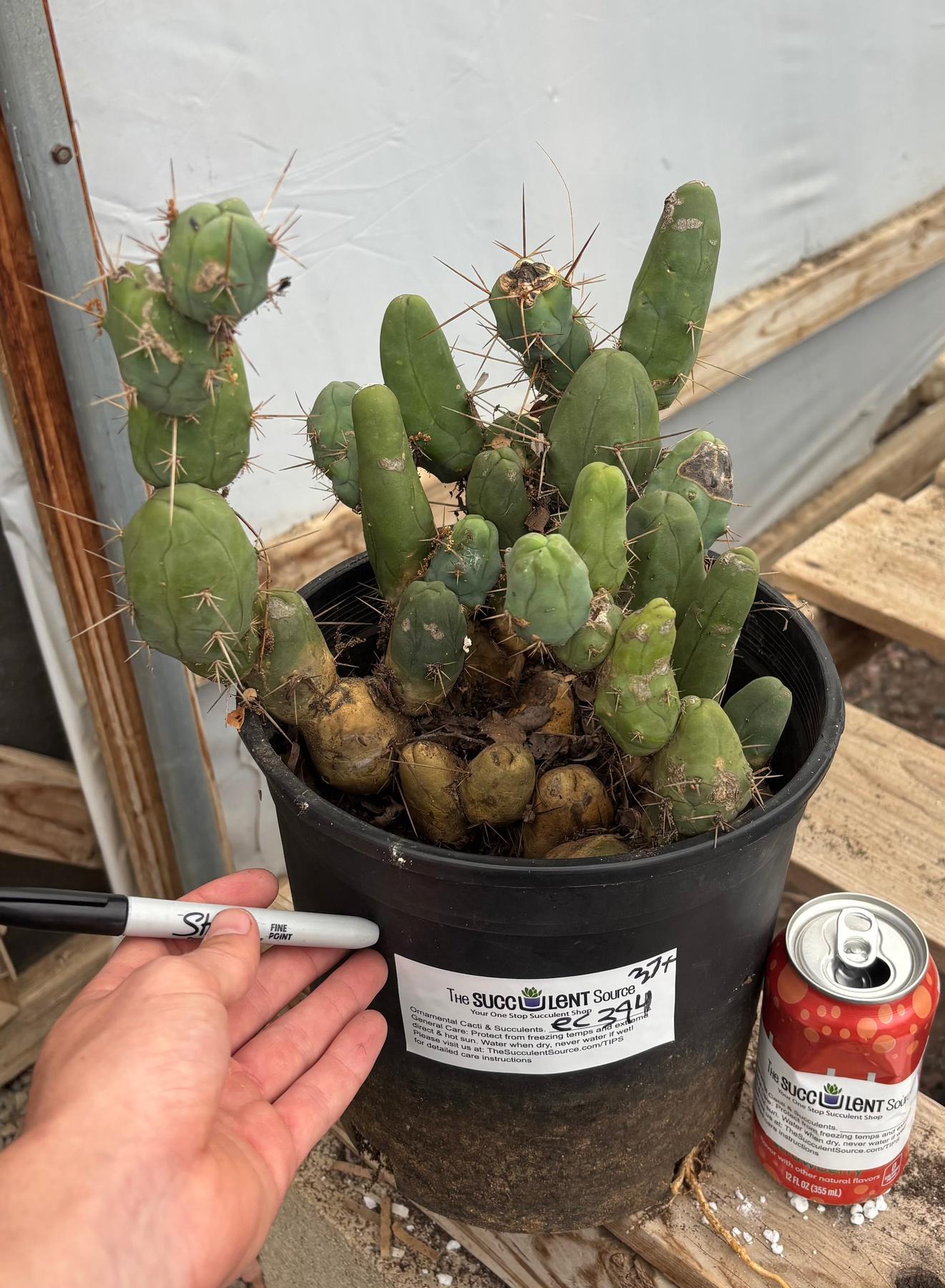 #EC394 EXACT Trichocereus Bridgesii Monstrose TBM BIG Penis Cactus Clump 37 segments+-Cactus - Large - Exact-The Succulent Source