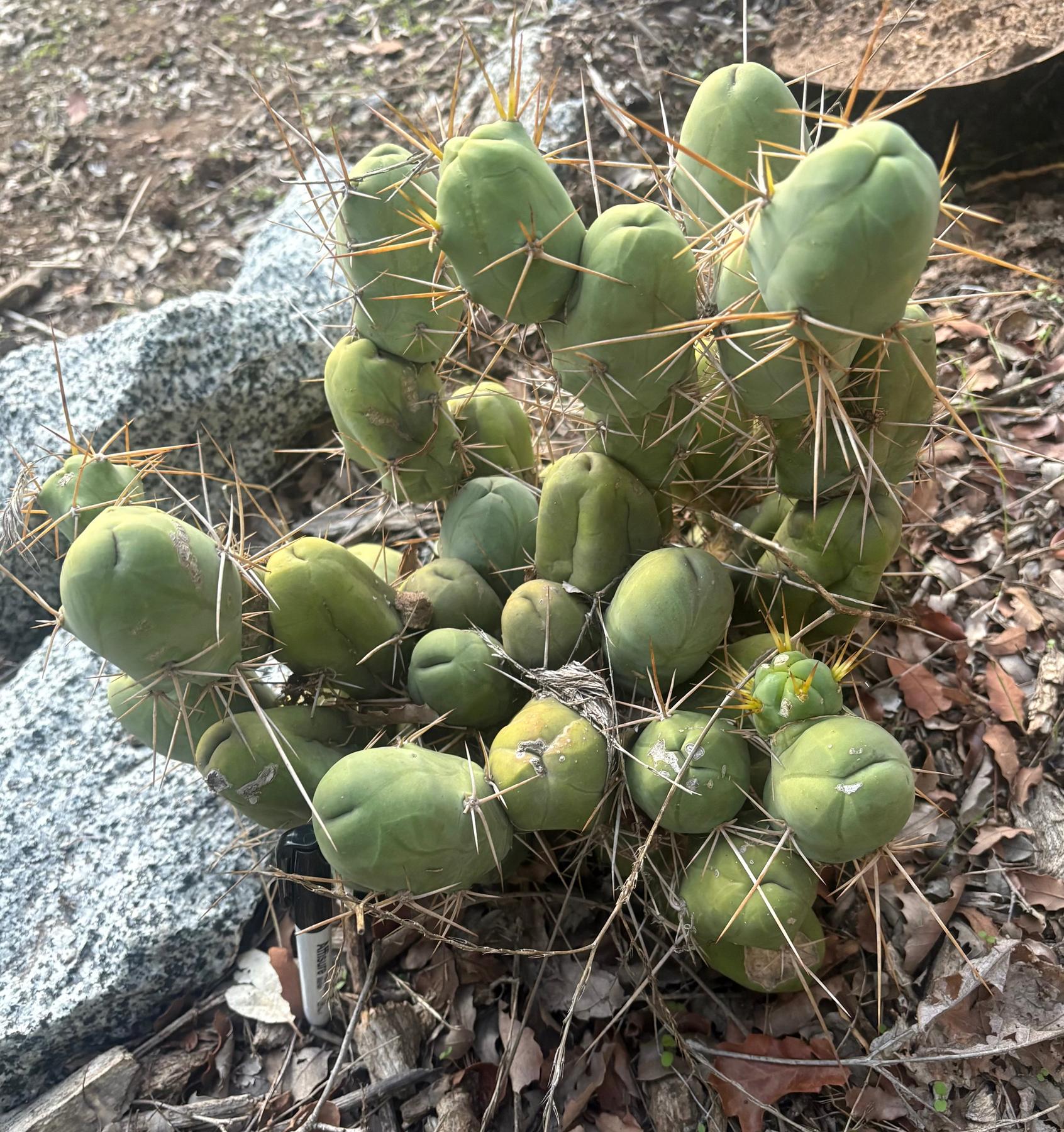 #EC394 EXACT Trichocereus Bridgesii Monstrose TBM BIG Penis Cactus Clump 40 segments+-Cactus - Large - Exact-The Succulent Source