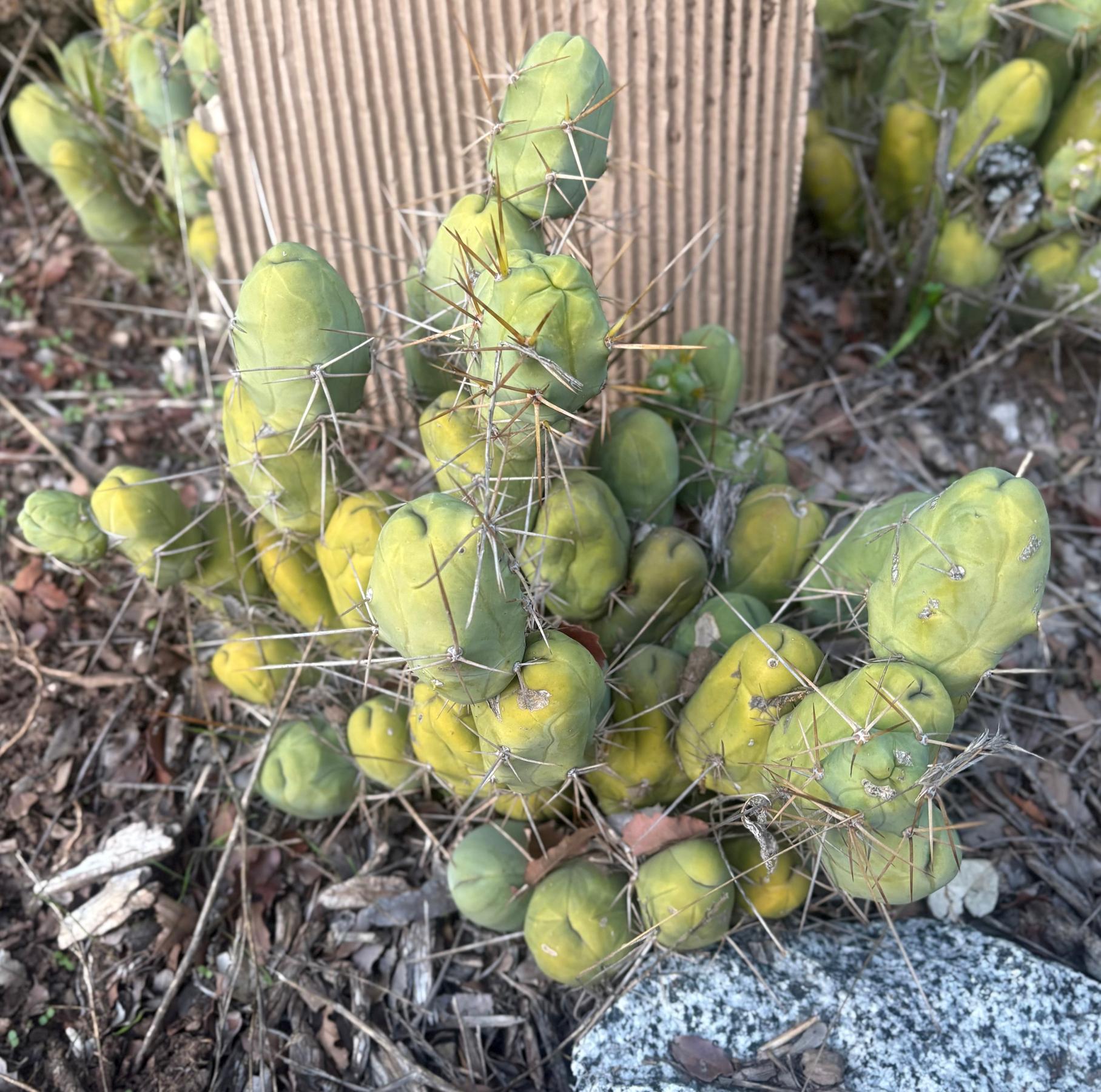 #EC394 EXACT Trichocereus Bridgesii Monstrose TBM BIG Penis Cactus Clump 40 segments+-Cactus - Large - Exact-The Succulent Source