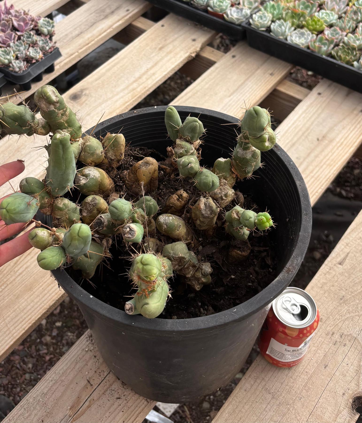 #EC394 EXACT Trichocereus Bridgesii Monstrose TBM BIG Penis Cactus Clump 42 segments+-Cactus - Large - Exact-The Succulent Source