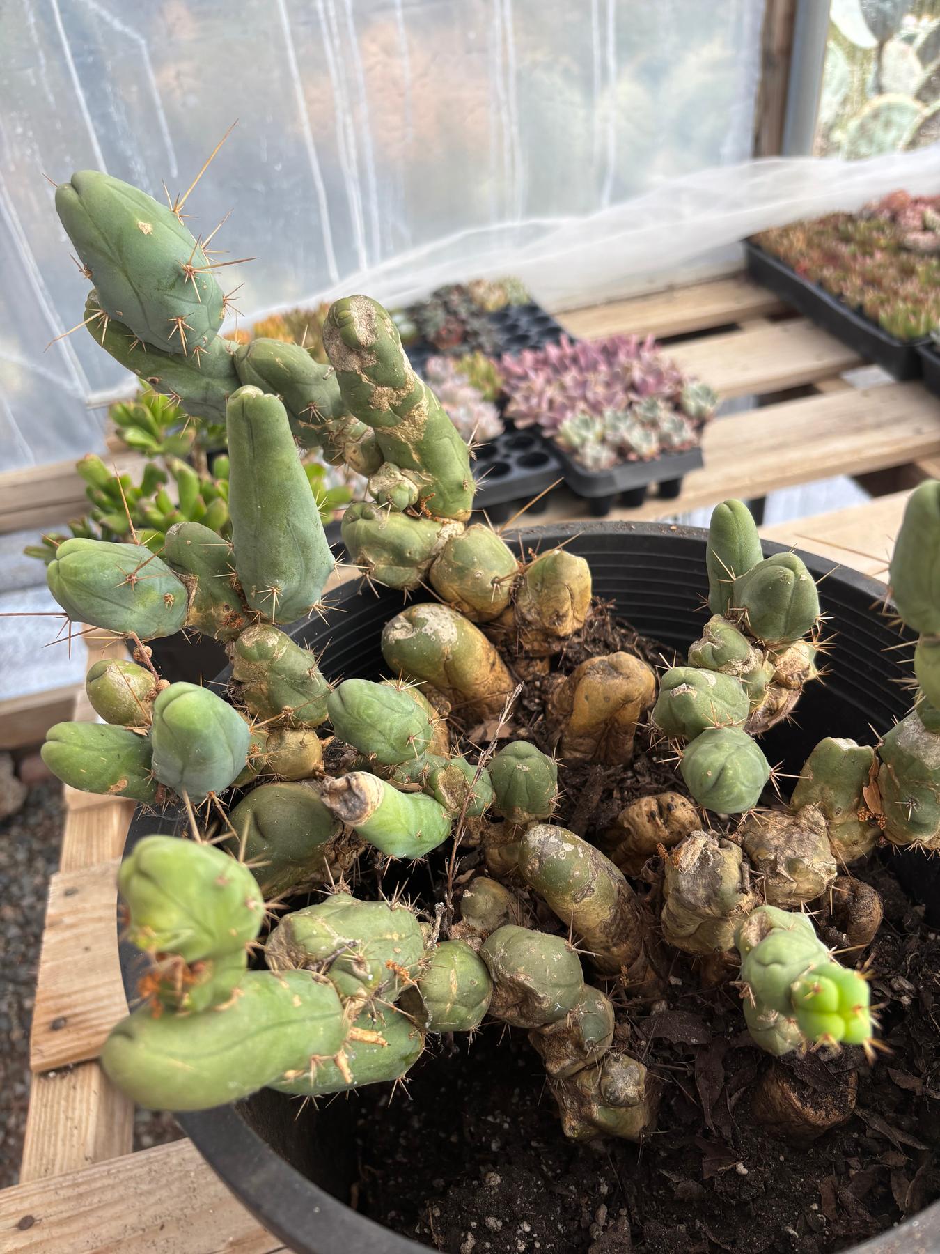 #EC394 EXACT Trichocereus Bridgesii Monstrose TBM BIG Penis Cactus Clump 42 segments+-Cactus - Large - Exact-The Succulent Source