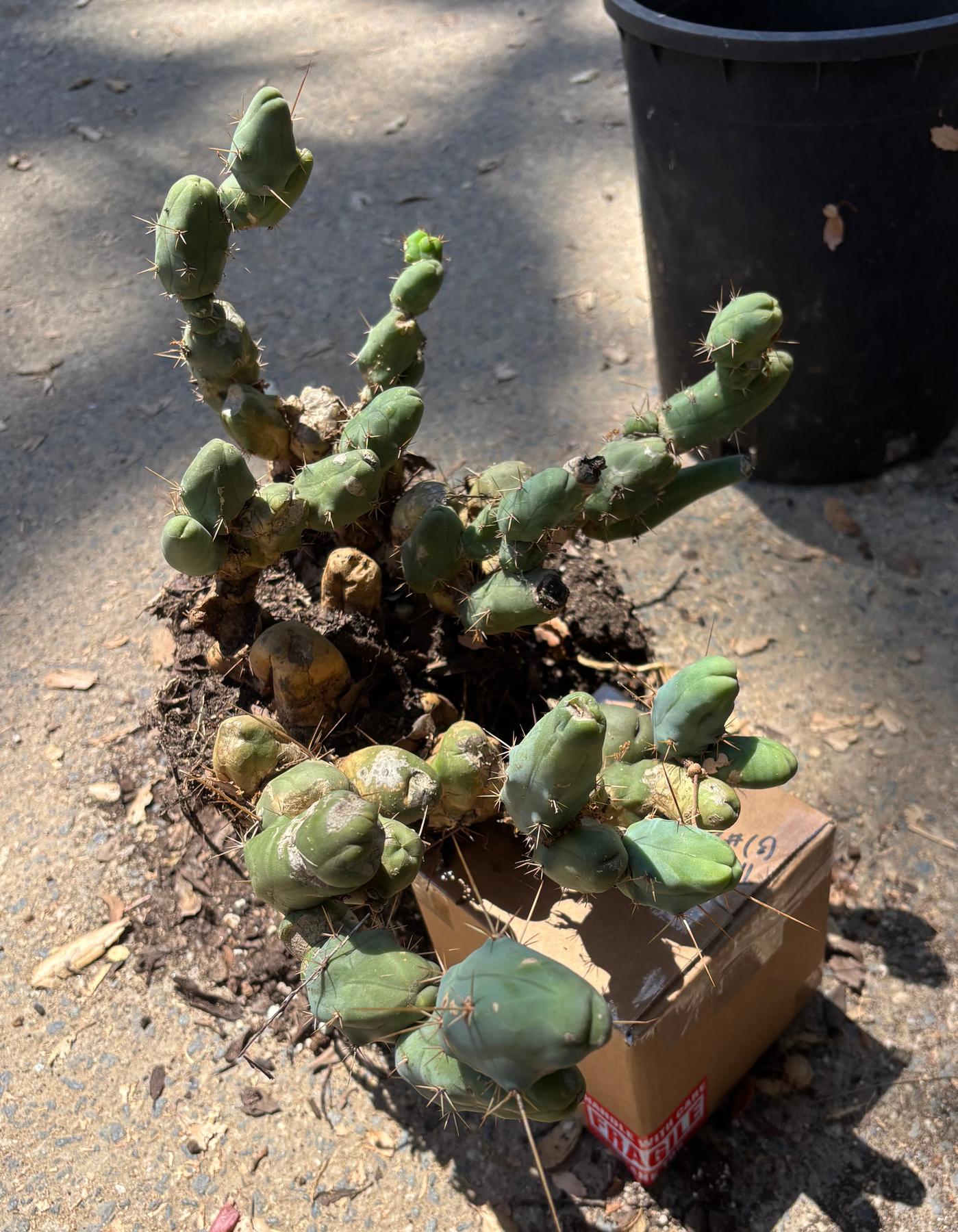 #EC394 EXACT Trichocereus Bridgesii Monstrose TBM BIG Penis Cactus Clump 42 segments+-Cactus - Large - Exact-The Succulent Source