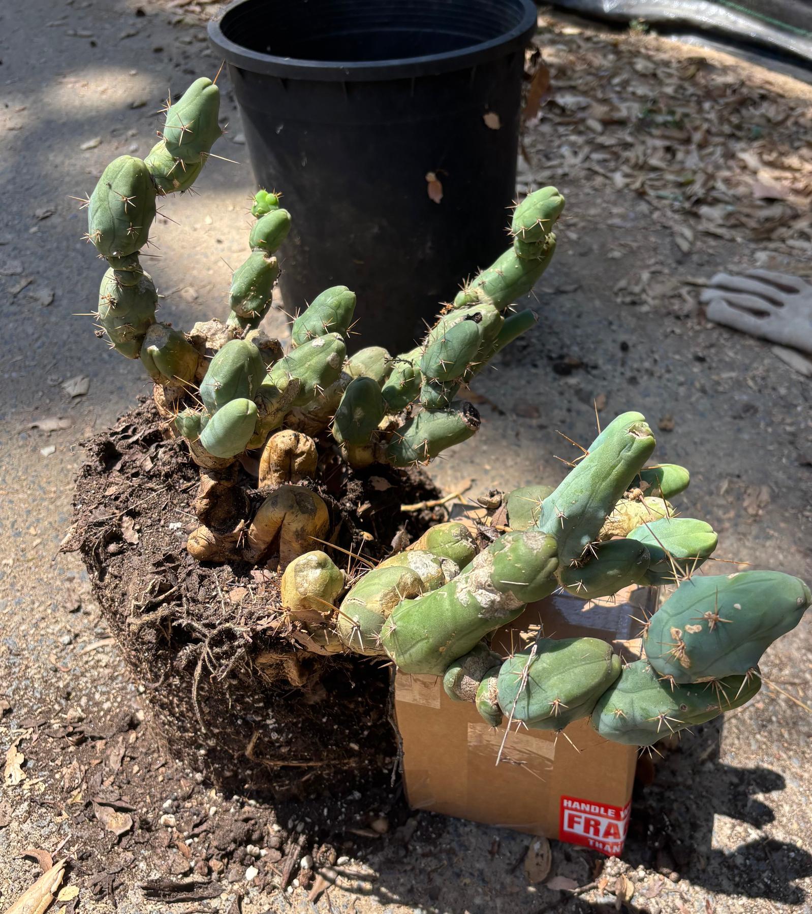 #EC394 EXACT Trichocereus Bridgesii Monstrose TBM BIG Penis Cactus Clump 42 segments+-Cactus - Large - Exact-The Succulent Source