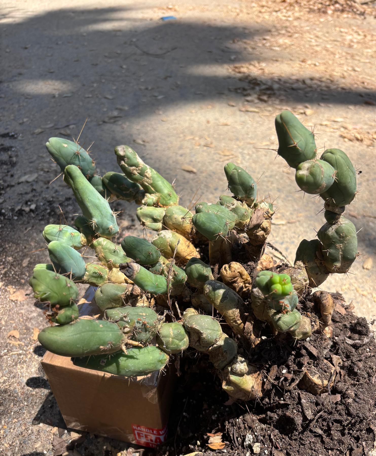 #EC394 EXACT Trichocereus Bridgesii Monstrose TBM BIG Penis Cactus Clump 42 segments+-Cactus - Large - Exact-The Succulent Source