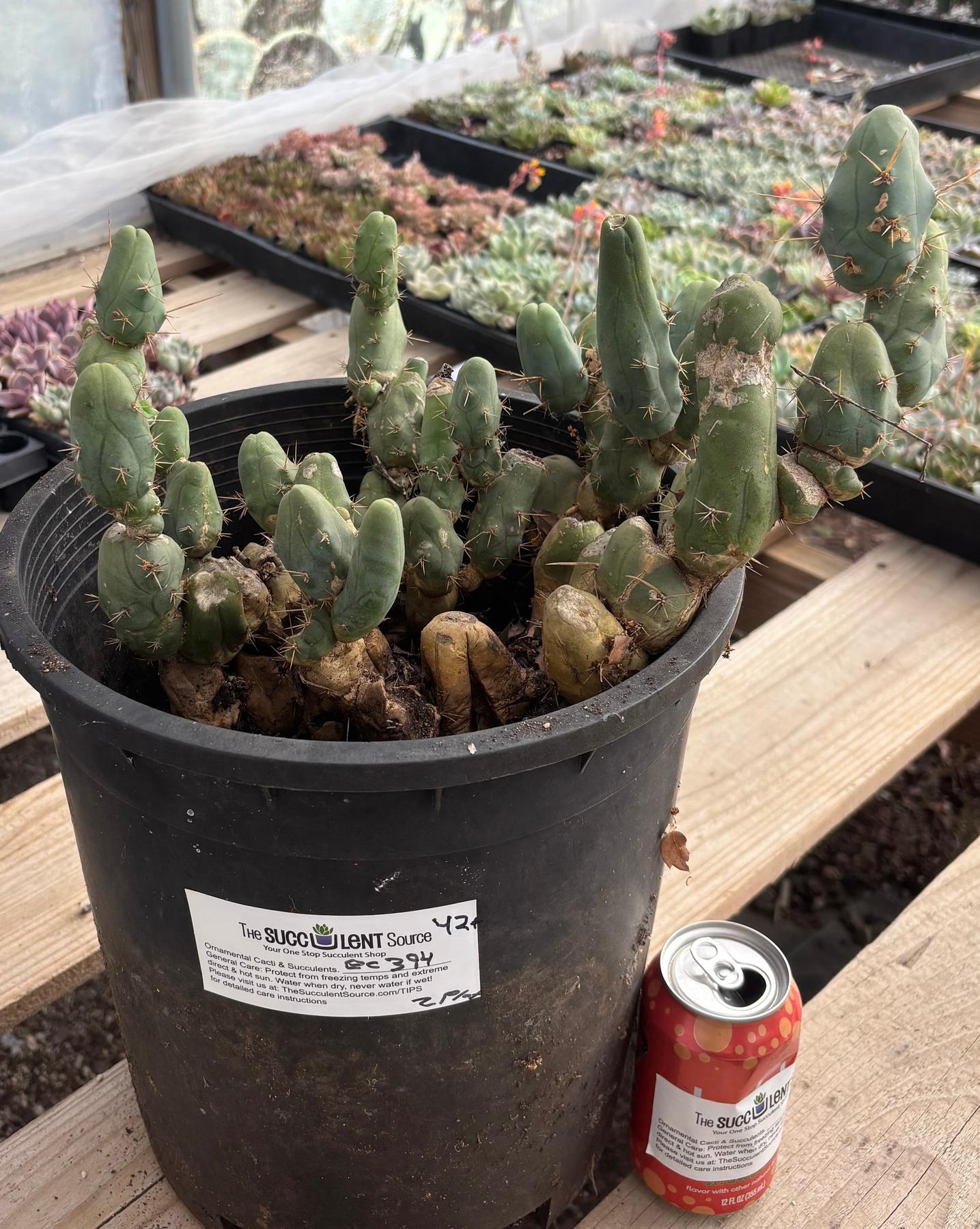 #EC394 EXACT Trichocereus Bridgesii Monstrose TBM BIG Penis Cactus Clump 42 segments+-Cactus - Large - Exact-The Succulent Source