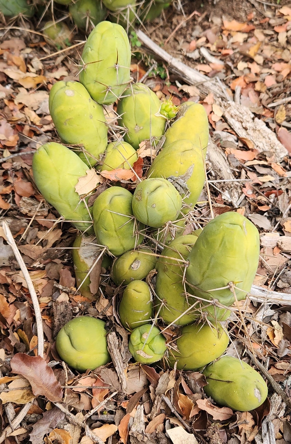 #EC394 EXACT Trichocereus Bridgesii Monstrose TBM Penis Cactus-Cactus - Large - Exact-The Succulent Source