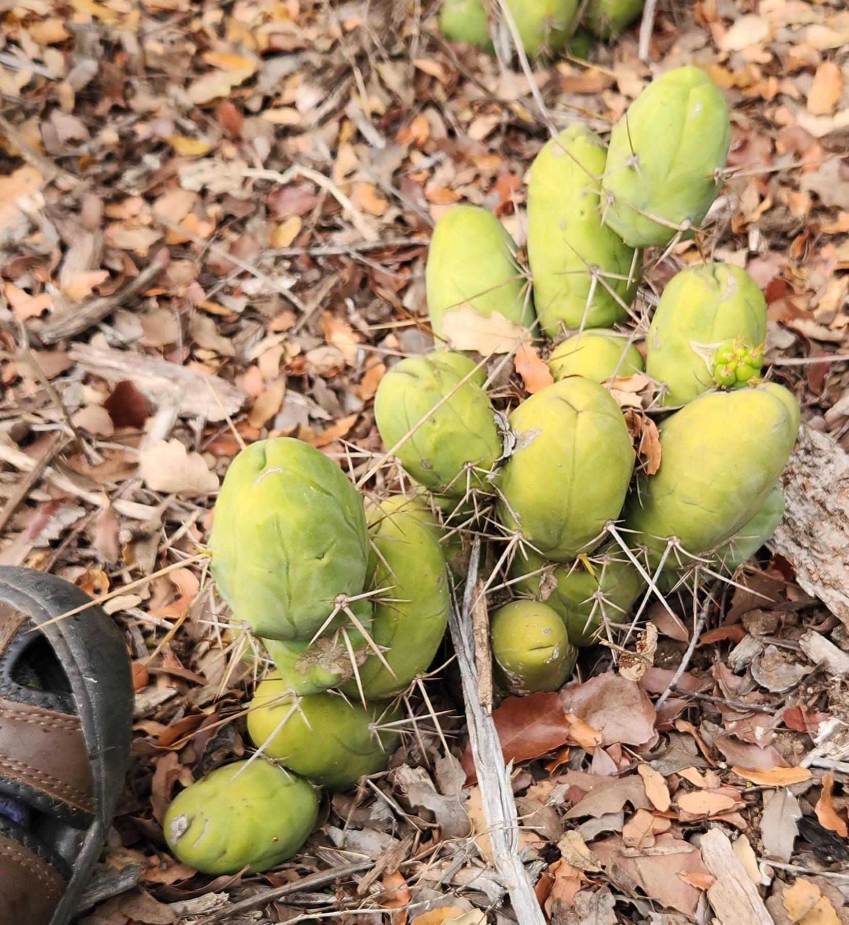 #EC394 EXACT Trichocereus Bridgesii Monstrose TBM Penis Cactus-Cactus - Large - Exact-The Succulent Source