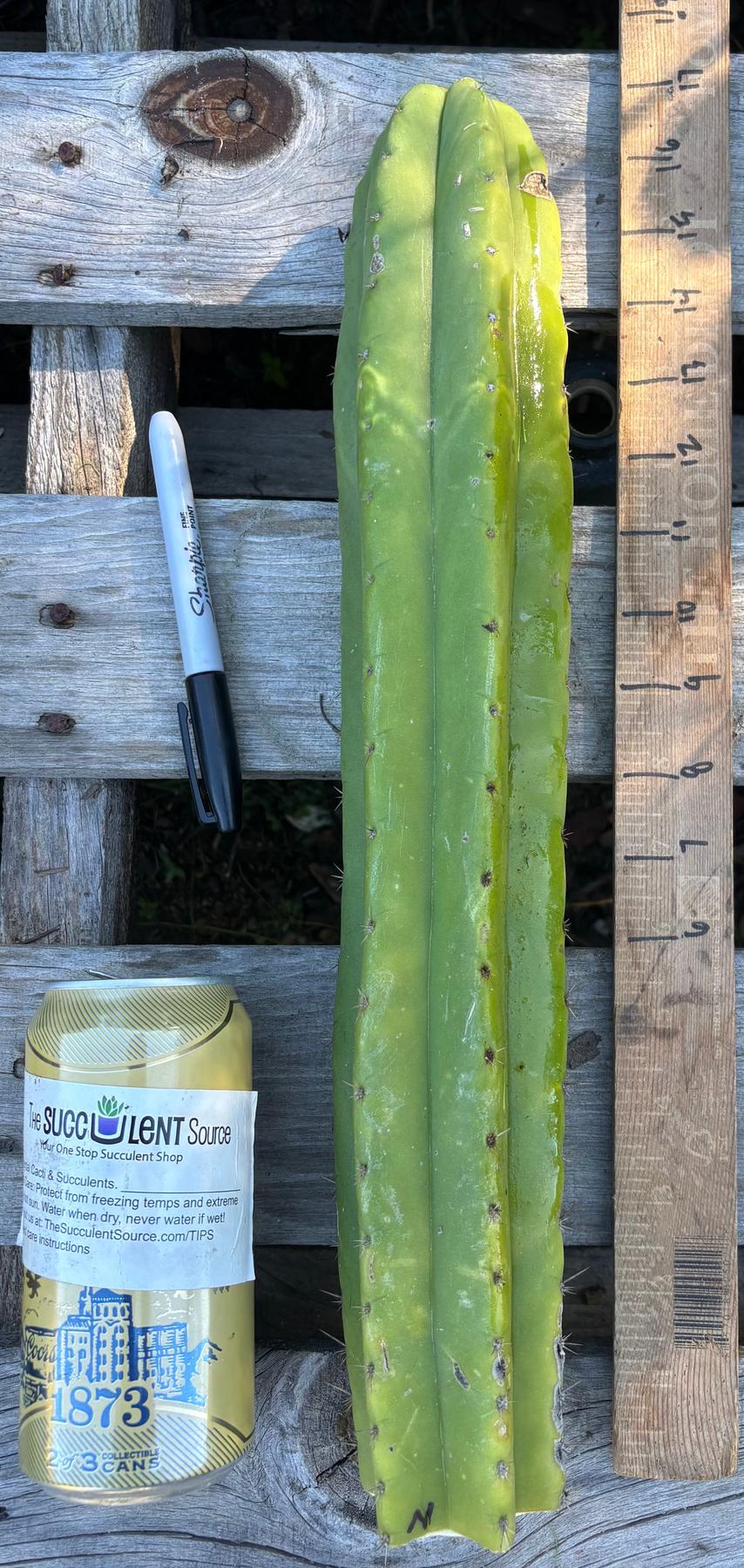 #EC395 EXACT Trichocereus Bargain Cactus Cuttings by Blaise-Cactus - Large - Exact-The Succulent Source