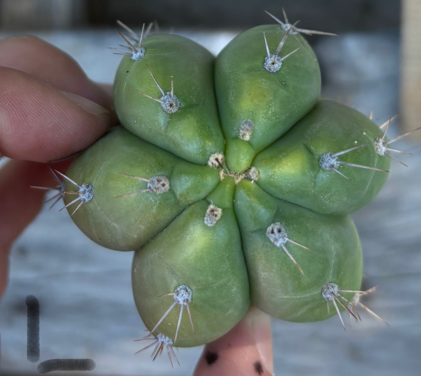 #EC395 EXACT Trichocereus Bargain Cactus Cuttings by Blaise-Cactus - Large - Exact-The Succulent Source