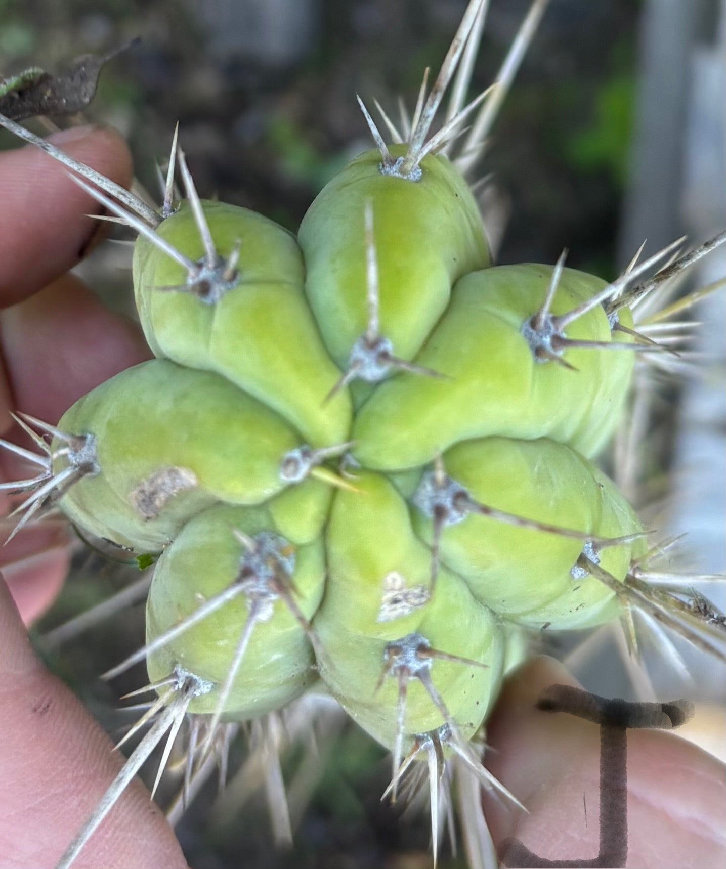 #EC395 EXACT Trichocereus Bargain Cactus Cuttings by Blaise-Cactus - Large - Exact-The Succulent Source