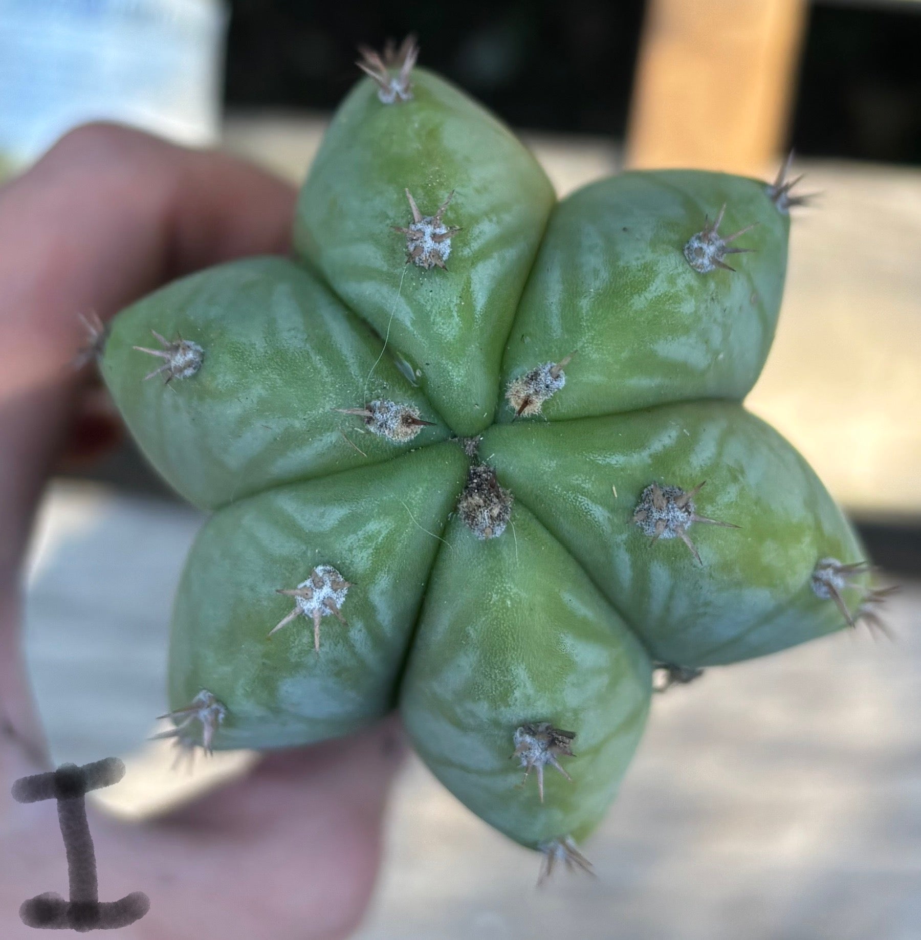 #EC395 EXACT Trichocereus Bargain Cactus Cuttings by Blaise-Cactus - Large - Exact-The Succulent Source