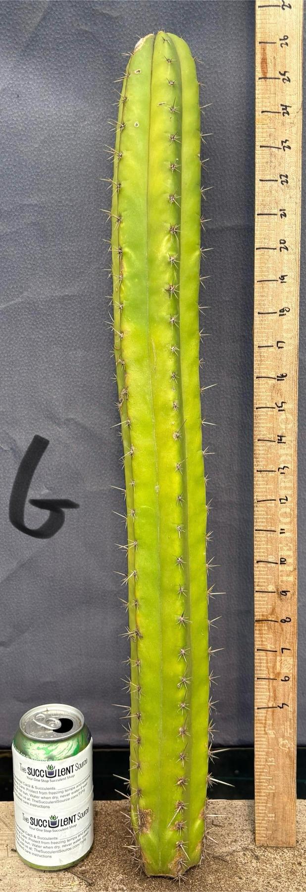 #EC395 EXACT TLC Trichocereus Bargain Cactus Cuttings by Blaise-Cactus - Large - Exact-The Succulent Source