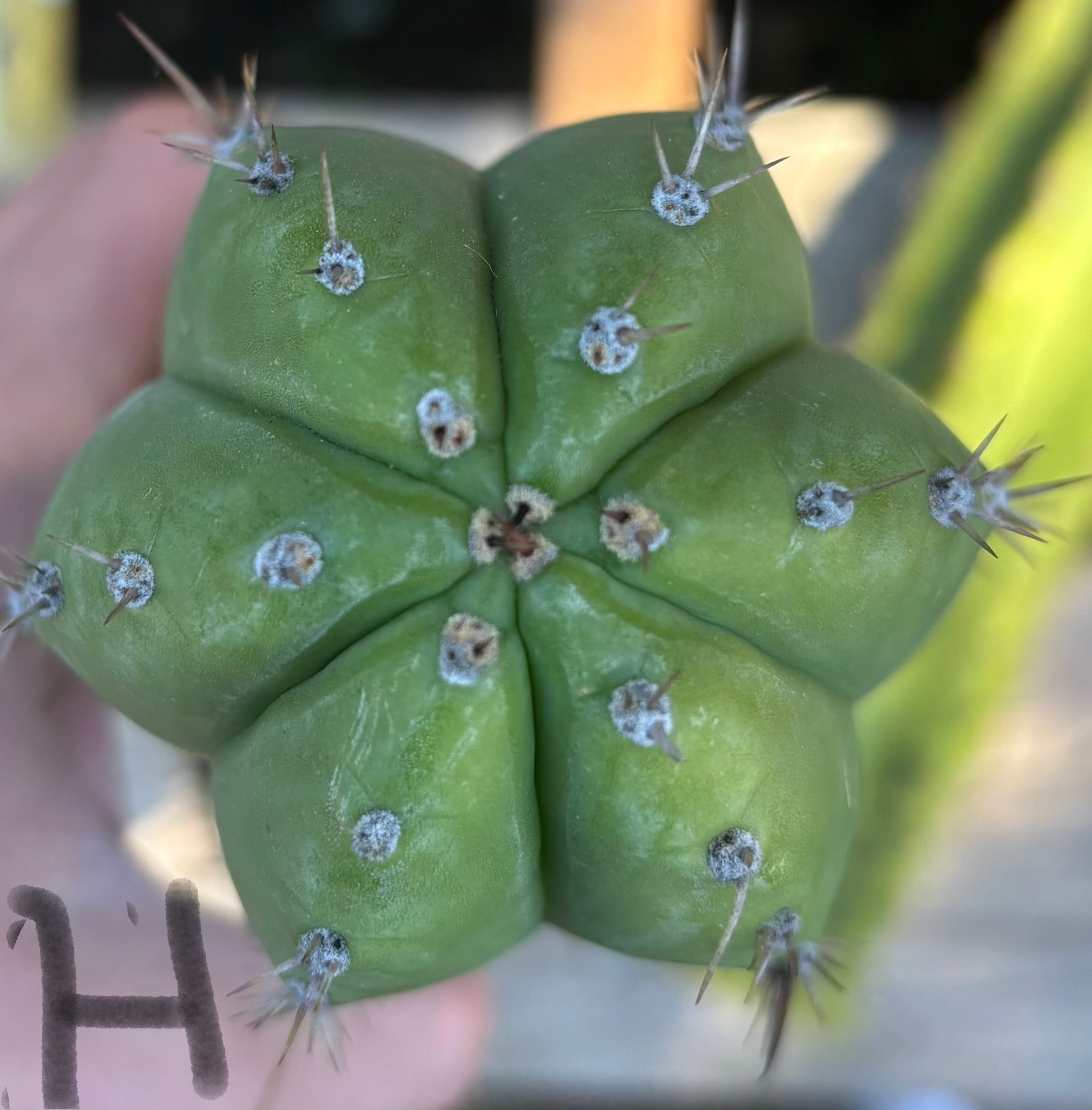 #EC395 EXACT Trichocereus Bargain Cactus Cuttings by Blaise-Cactus - Large - Exact-The Succulent Source