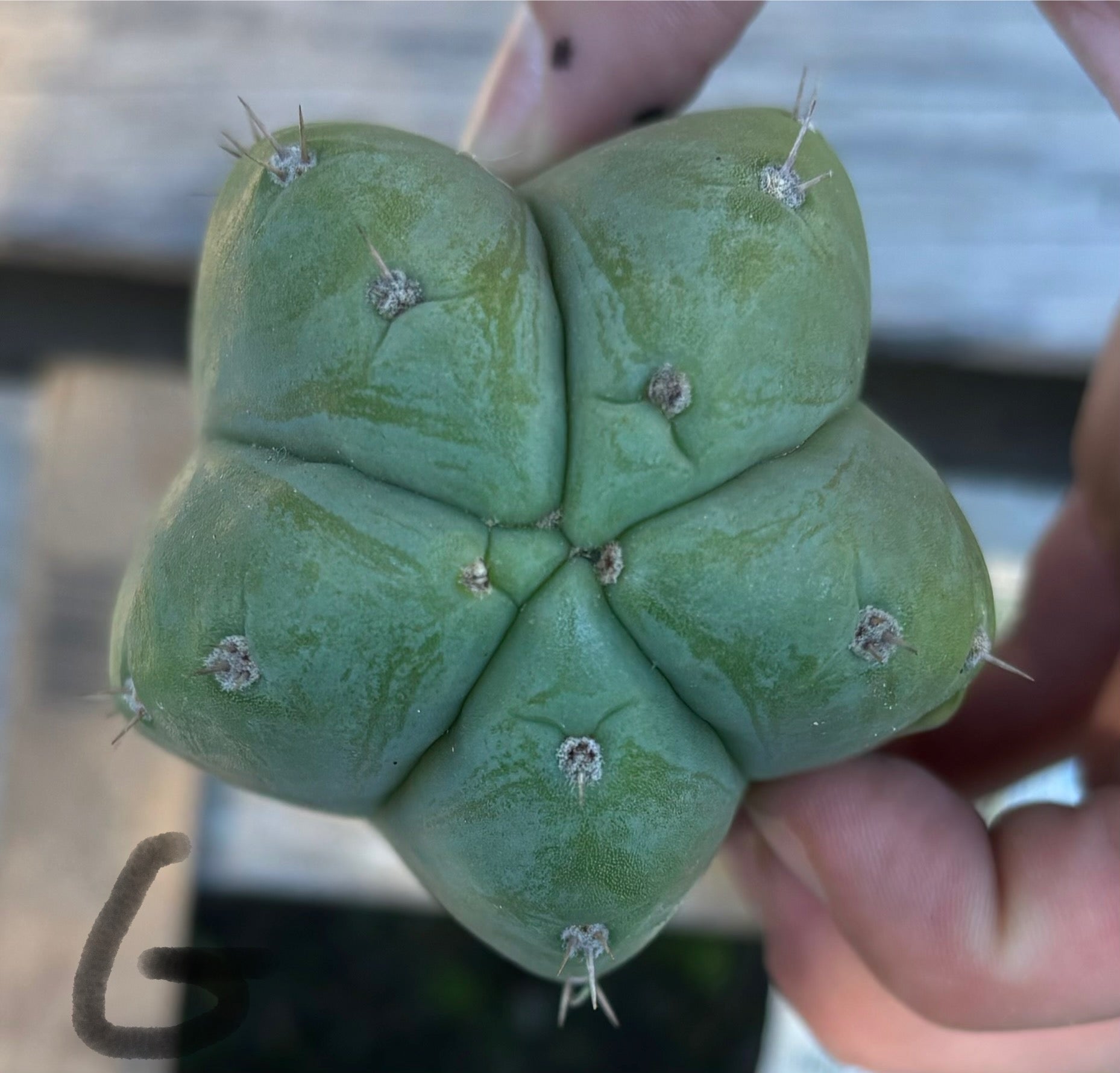 #EC395 EXACT Trichocereus Bargain Cactus Cuttings by Blaise-Cactus - Large - Exact-The Succulent Source