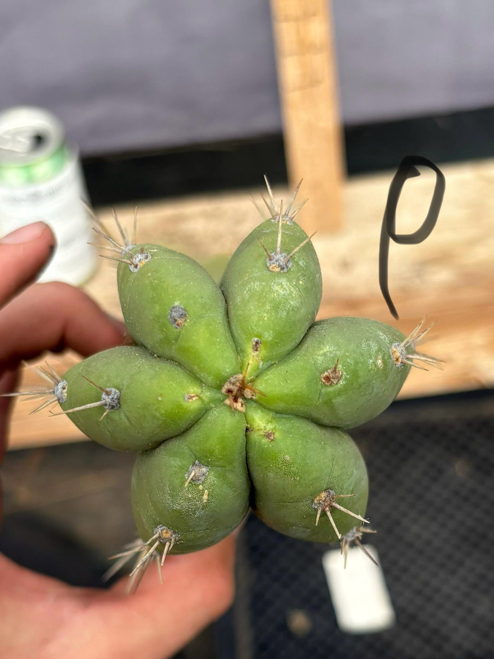 San Pedro Cactus for Sale Trichocereus - #EC395 EXACT TLC