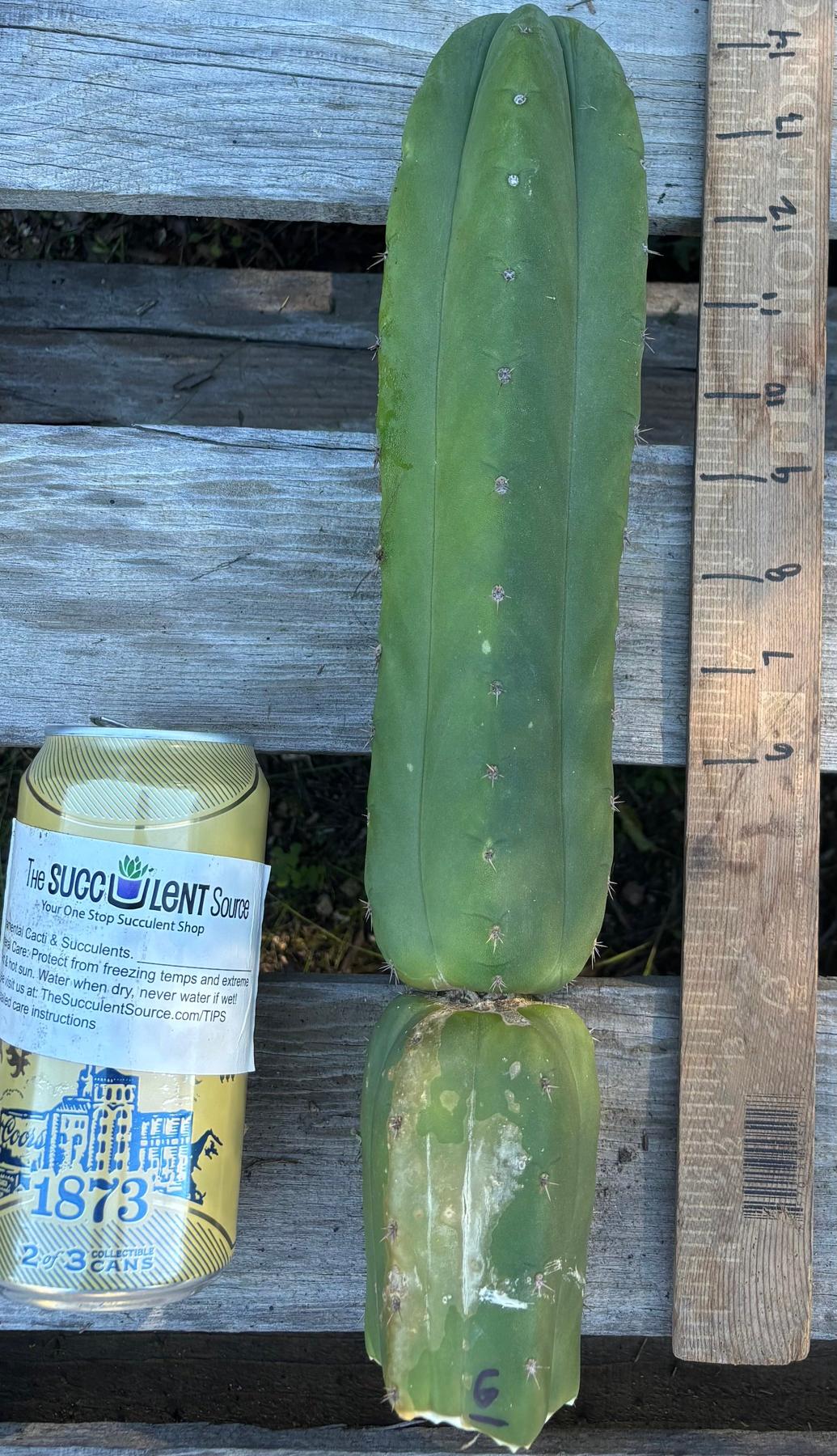 #EC395 EXACT Trichocereus Bargain Cactus Cuttings by Blaise-Cactus - Large - Exact-The Succulent Source