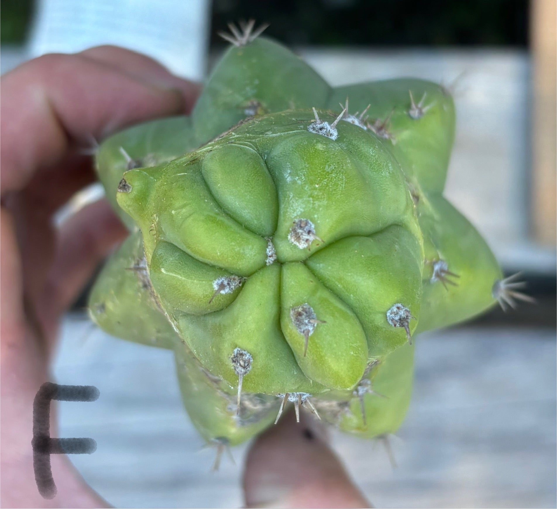 #EC395 EXACT Trichocereus Bargain Cactus Cuttings by Blaise-Cactus - Large - Exact-The Succulent Source