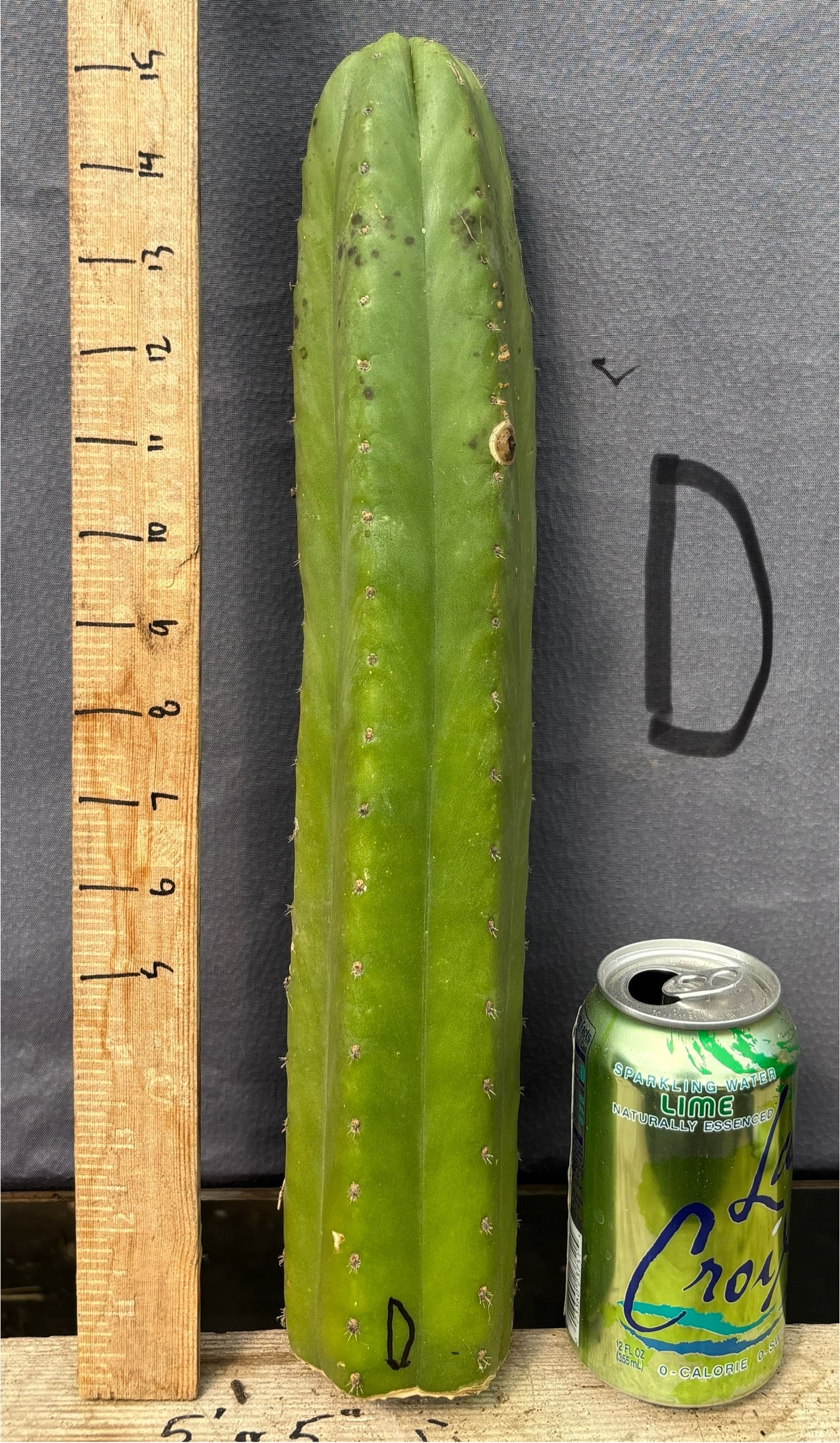 #EC395 EXACT TLC Trichocereus Bargain Cactus Cuttings by Blaise-Cactus - Large - Exact-The Succulent Source