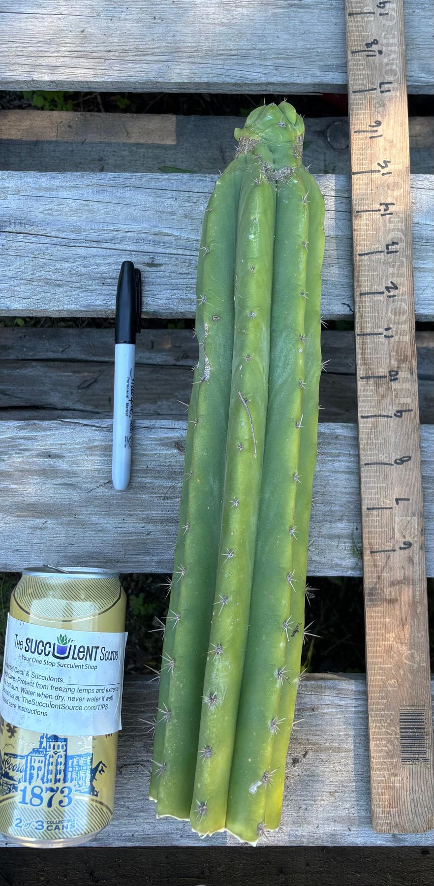 #EC395 EXACT Trichocereus Bargain Cactus Cuttings by Blaise-Cactus - Large - Exact-The Succulent Source