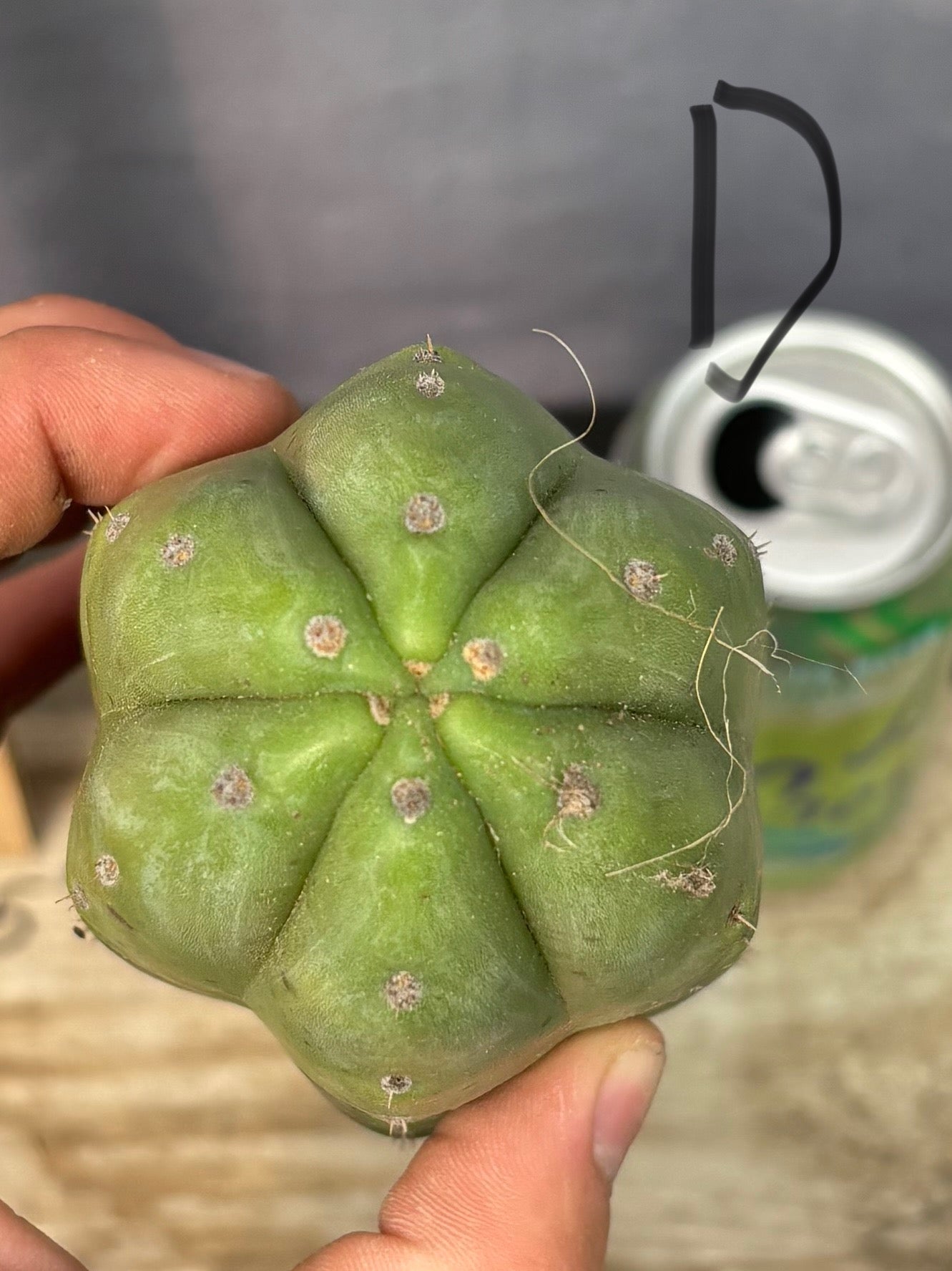 #EC395 EXACT TLC Trichocereus Bargain Cactus Cuttings by Blaise-Cactus - Large - Exact-The Succulent Source