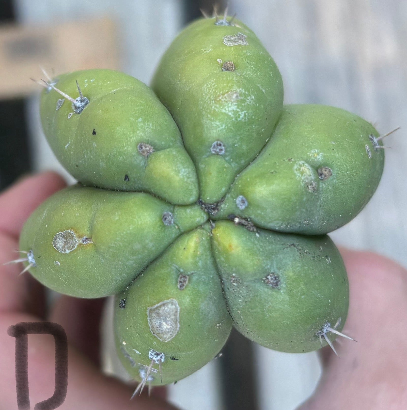 #EC395 EXACT Trichocereus Bargain Cactus Cuttings by Blaise-Cactus - Large - Exact-The Succulent Source