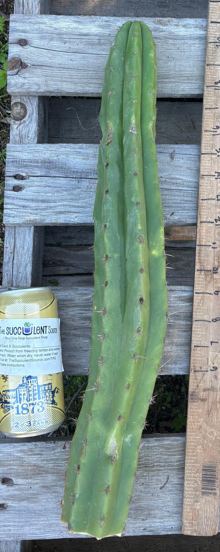 #EC395 EXACT Trichocereus Bargain Cactus Cuttings by Blaise-Cactus - Large - Exact-The Succulent Source