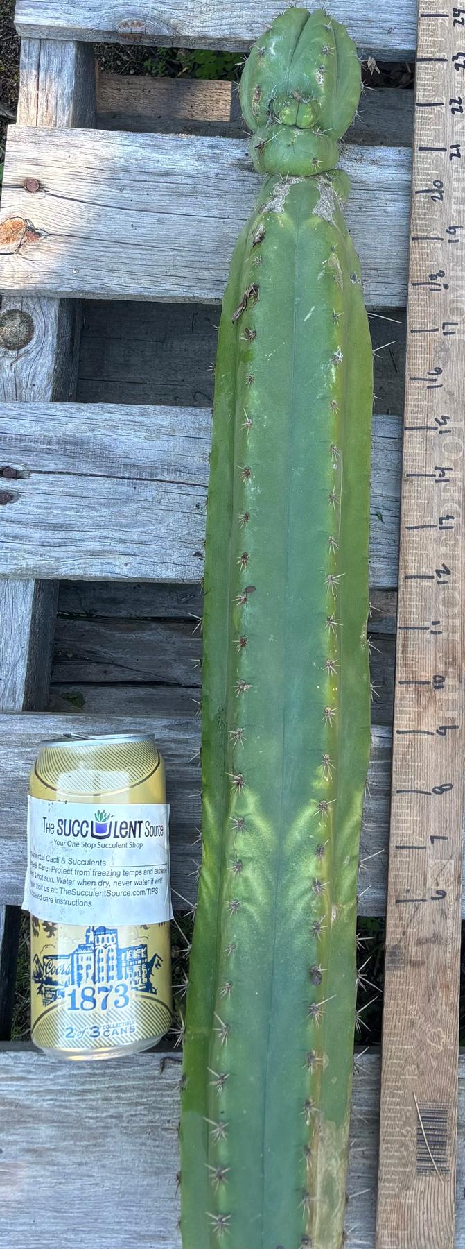 #EC395 EXACT Trichocereus Bargain Cactus Cuttings by Blaise-Cactus - Large - Exact-The Succulent Source