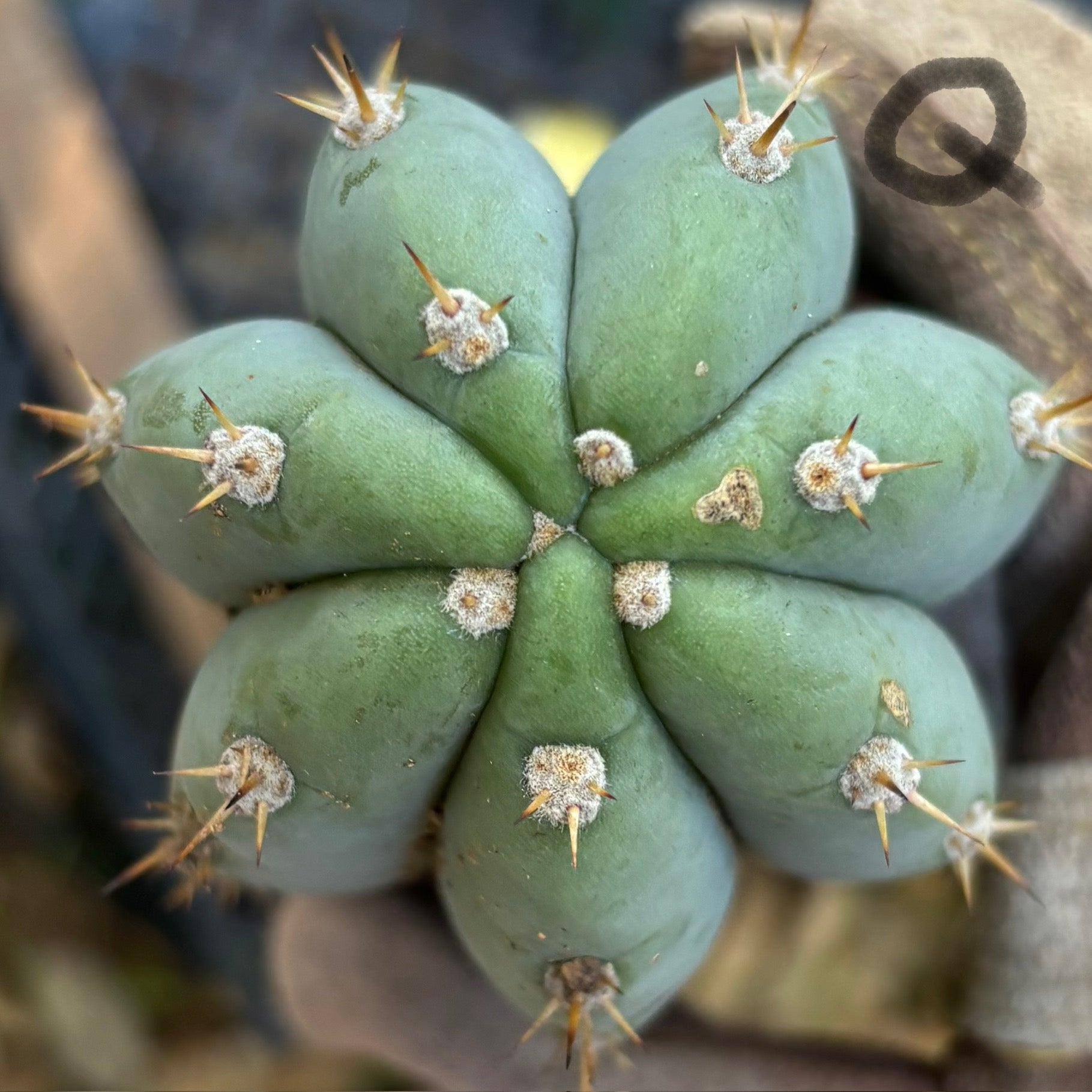 #EC395 EXACT Trichocereus Bargain Cactus Cuttings by Blaise-Cactus - Large - Exact-The Succulent Source